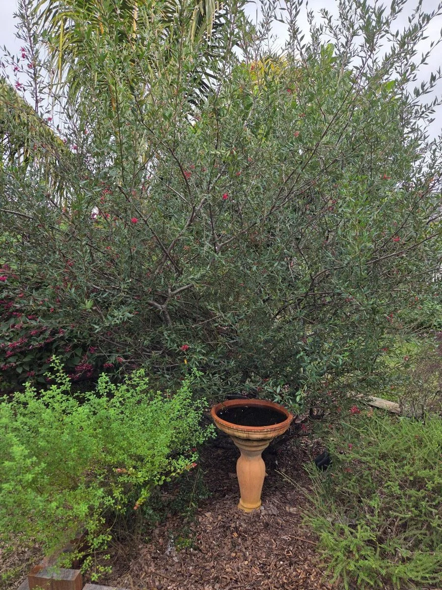 Grevillea and birdbath