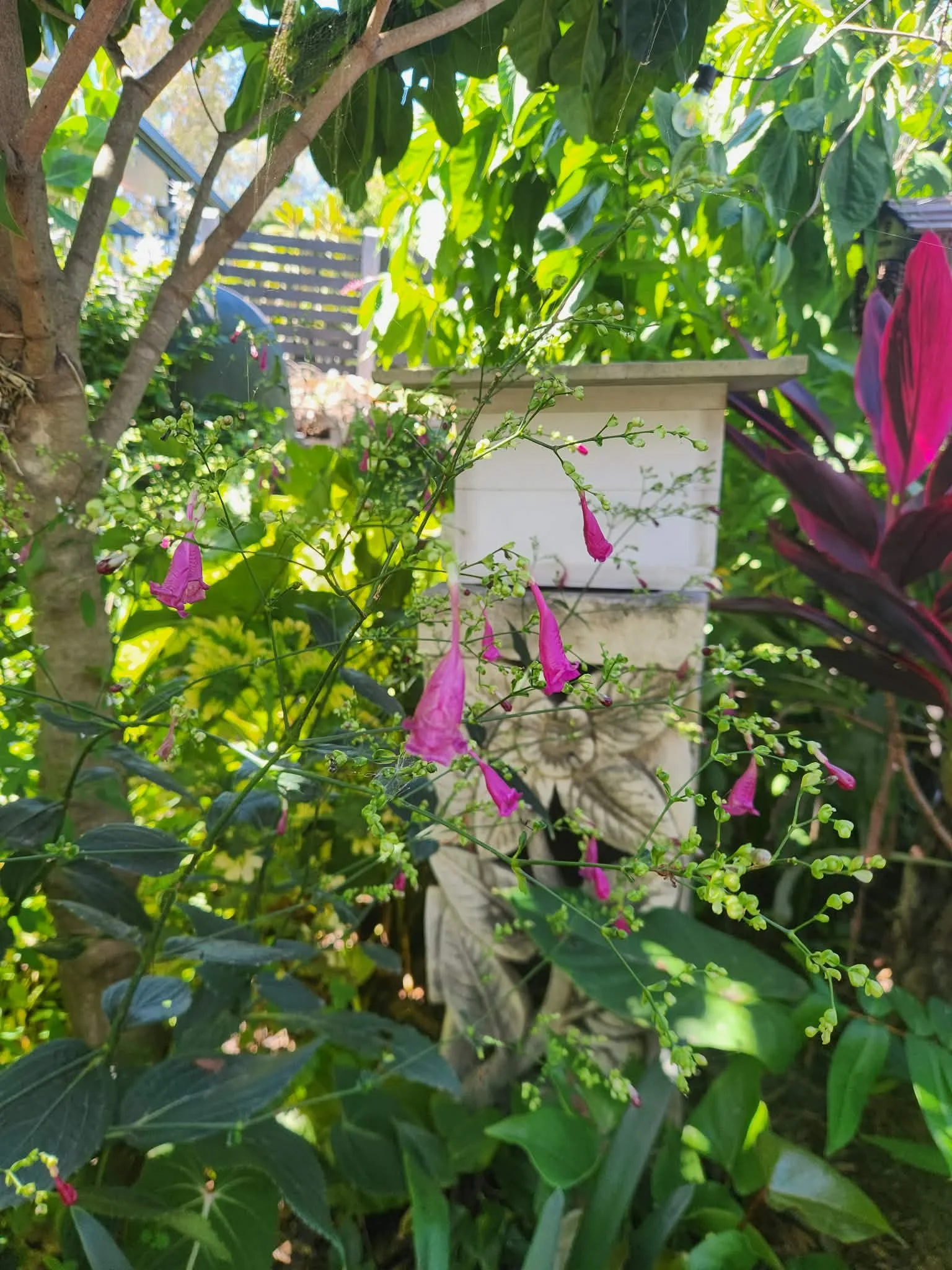 Strobilanthes hamiltoniana