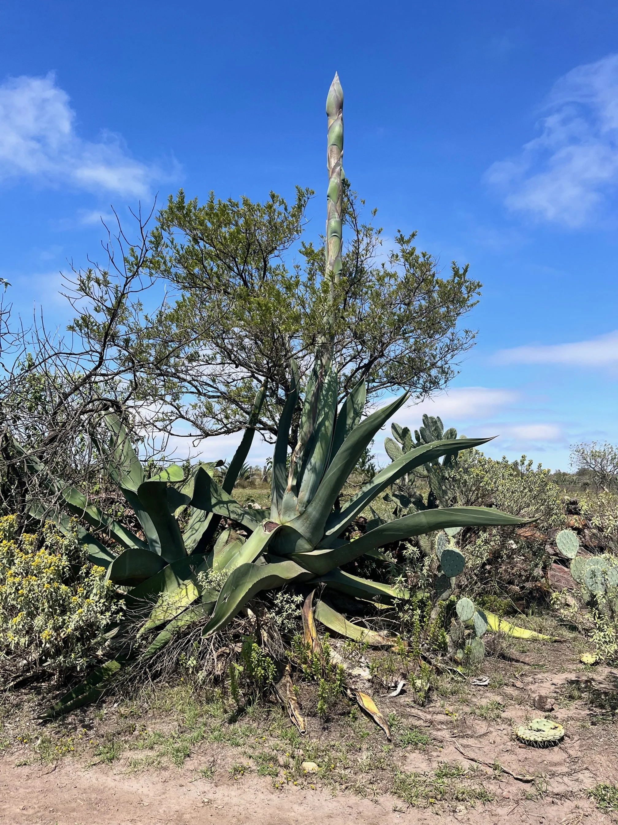 What Is Maguey?