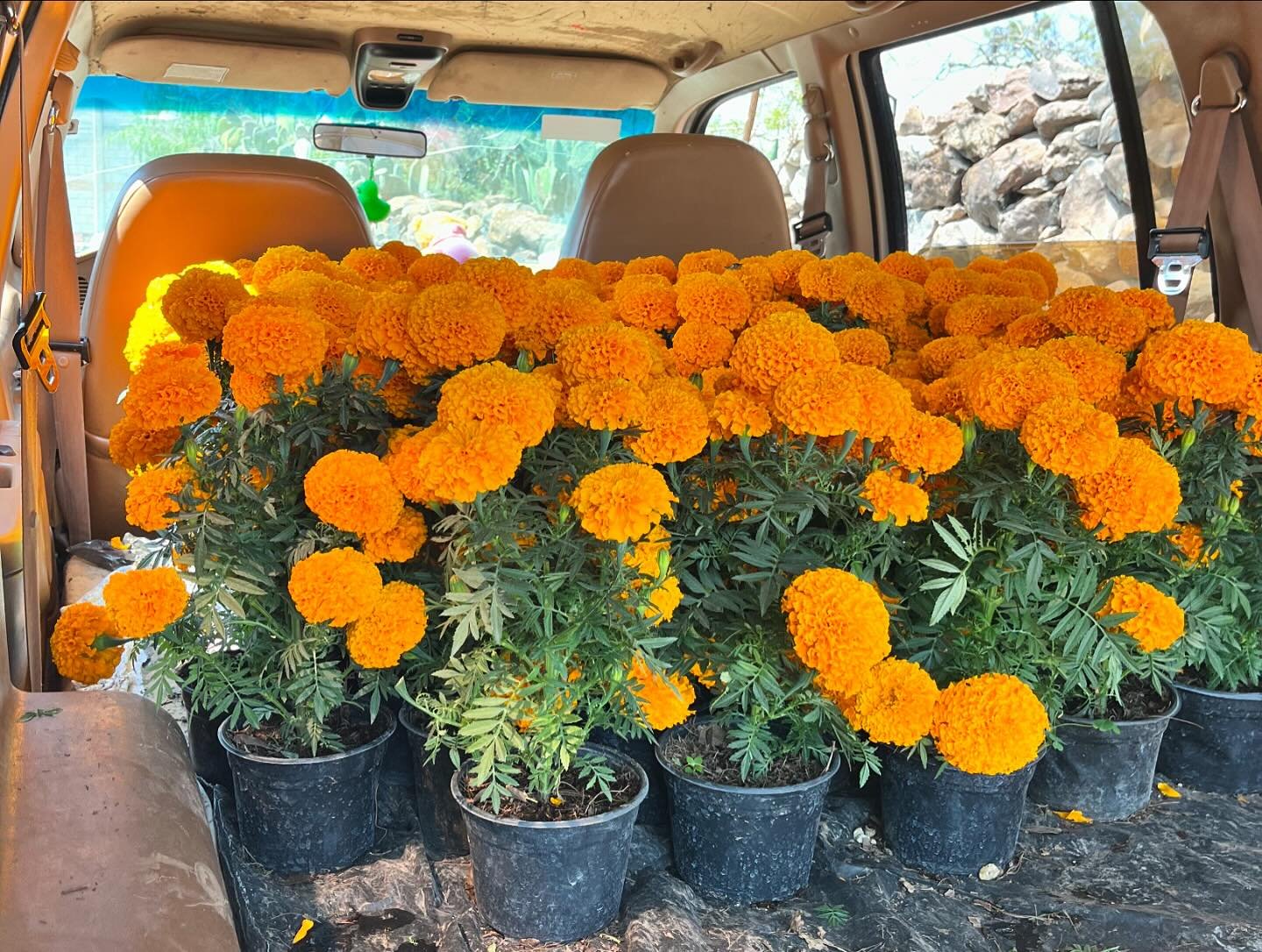 Memories of Dia De Los Muertos in my grandpa&rsquo;s home town in Hidalgo last year. Flowers have a way of leading your loved one back to this earth and to heal your soul in times of grief. The duality between death and life is a circle. I believe we