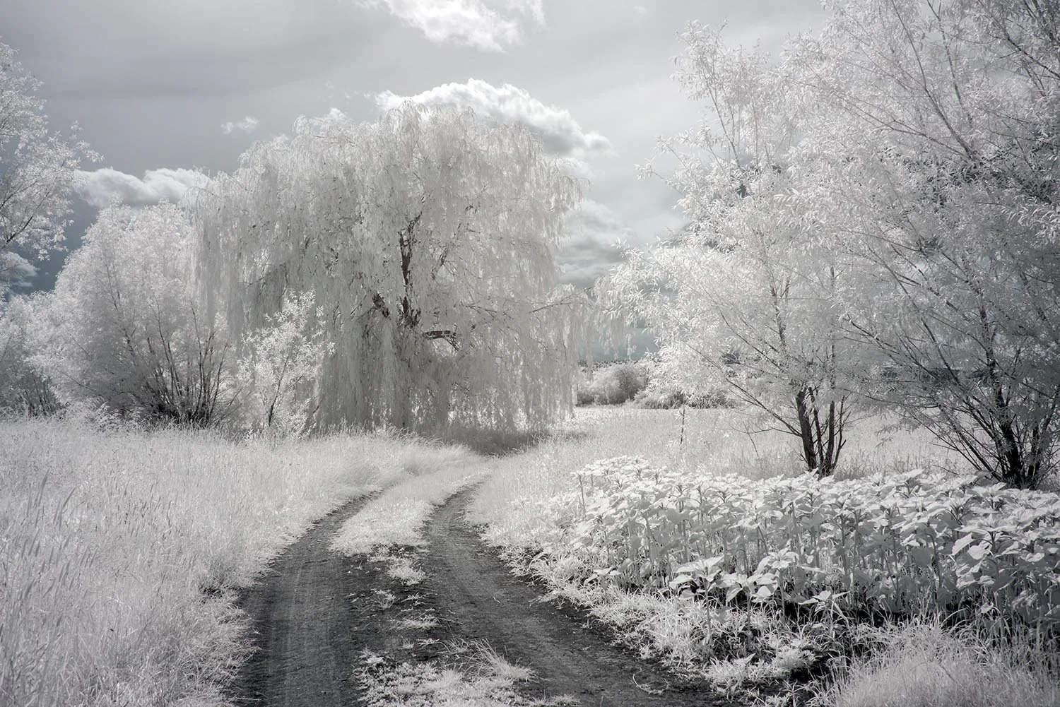 Professional_Infrared_Camera_Conversion_Services (1).jpg