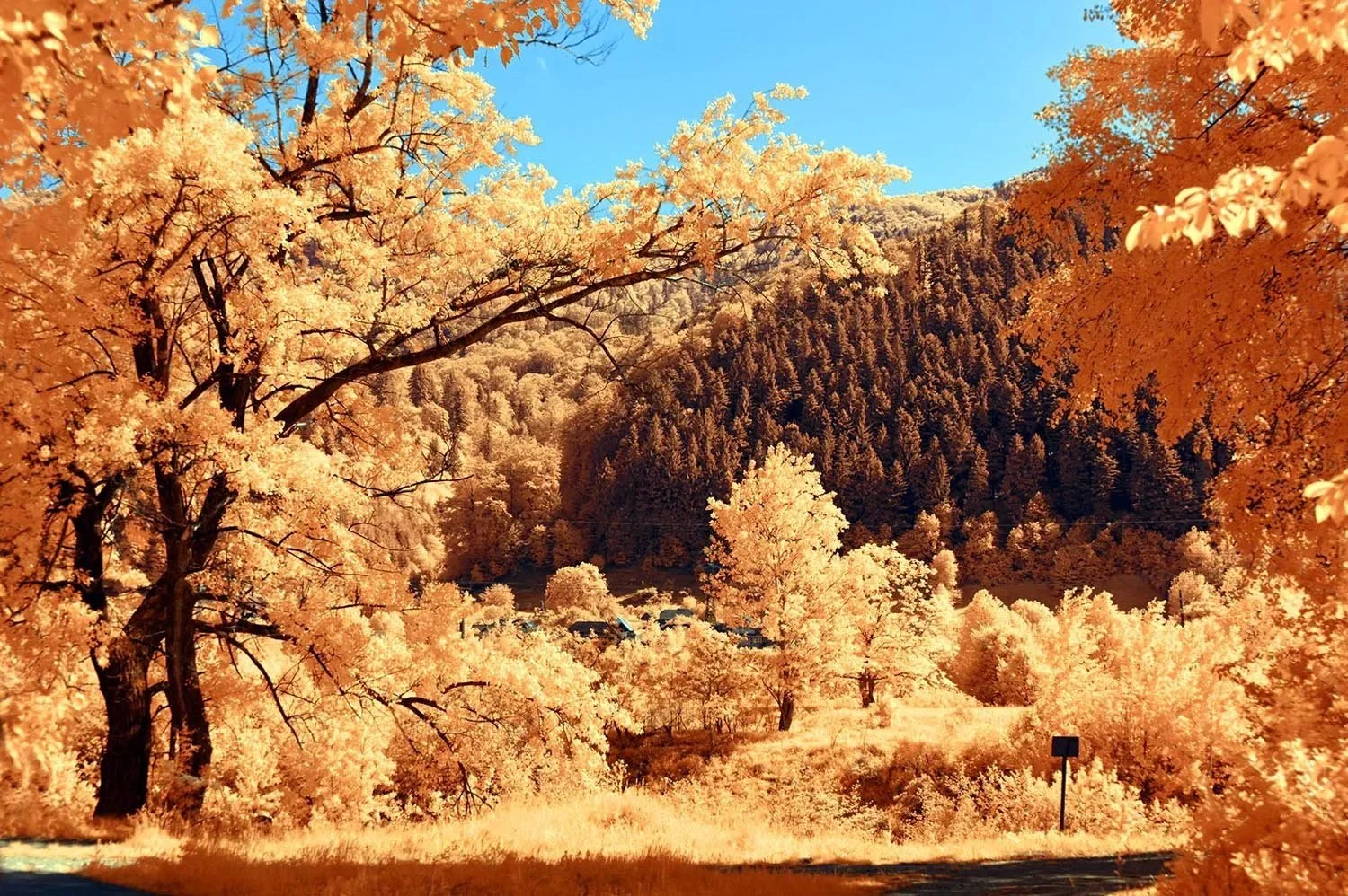 Professional_Infrared_Camera_Conversion_Services (18).jpg