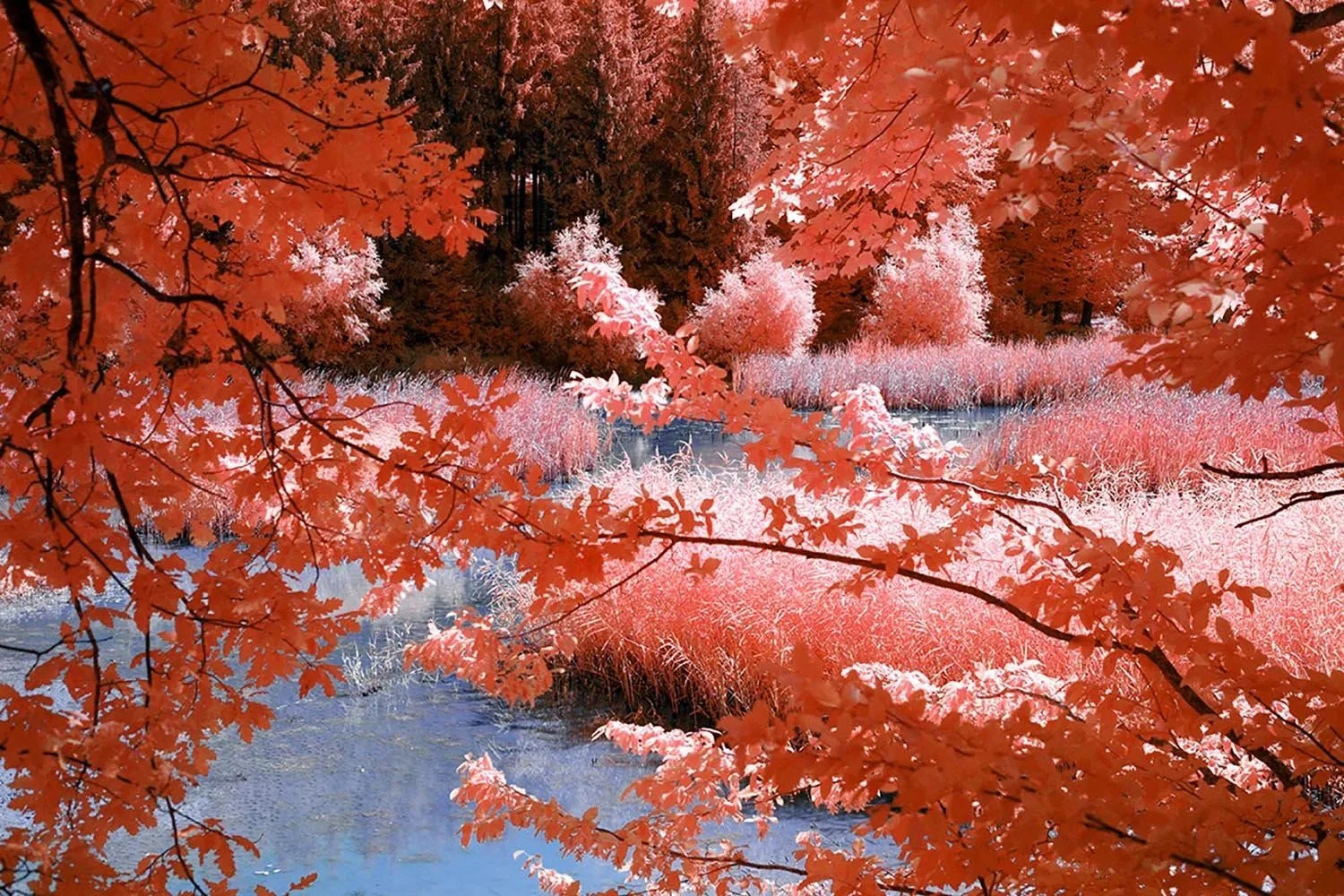 Professional_Infrared_Camera_Conversion_Services (9).jpg