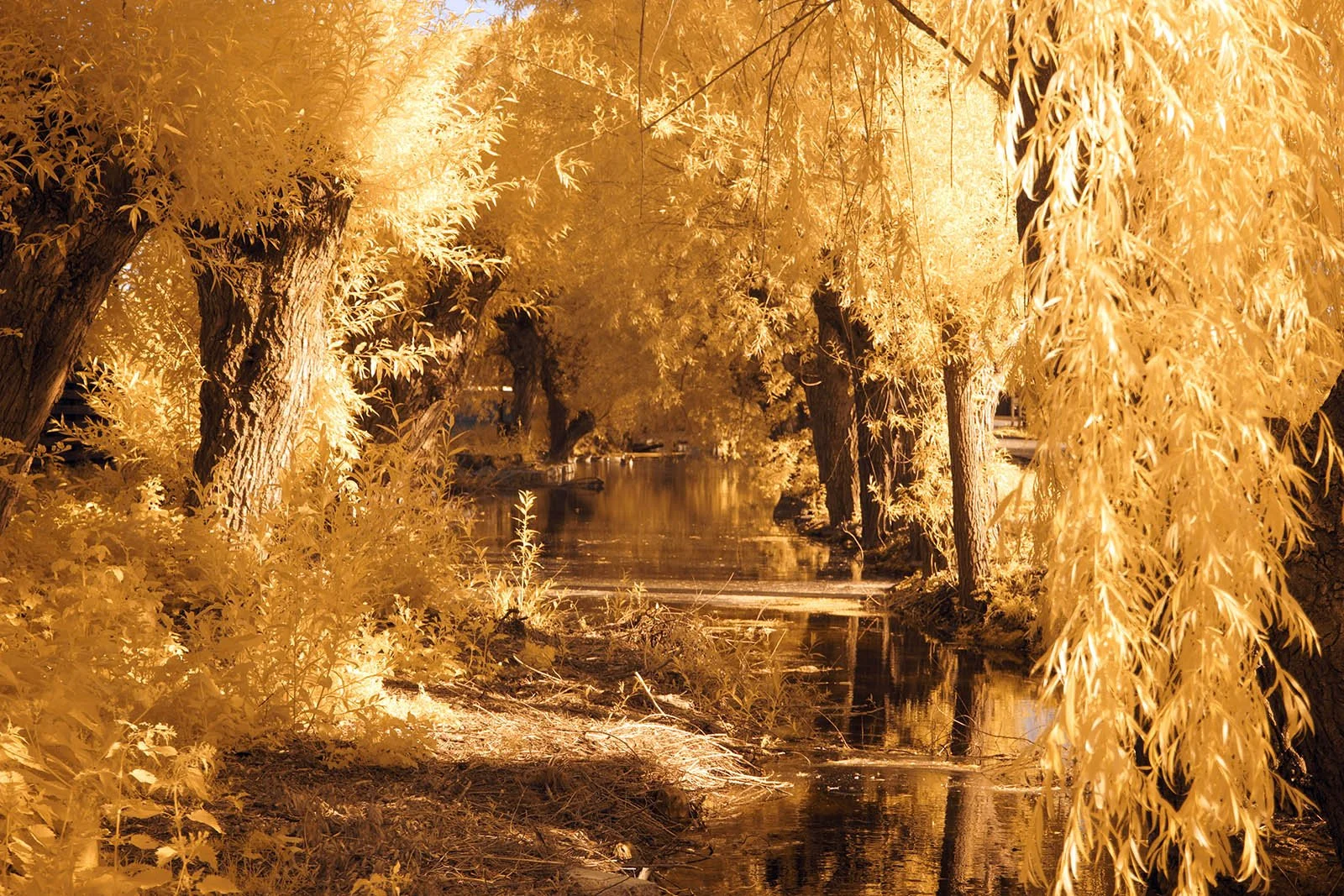 Infrared & Full-Spectrum Digital Cameras – Professional IR Conversion ...