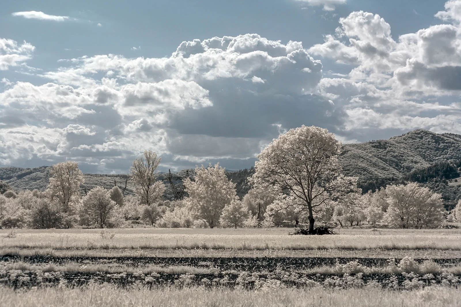 DSC_0107a.jpg