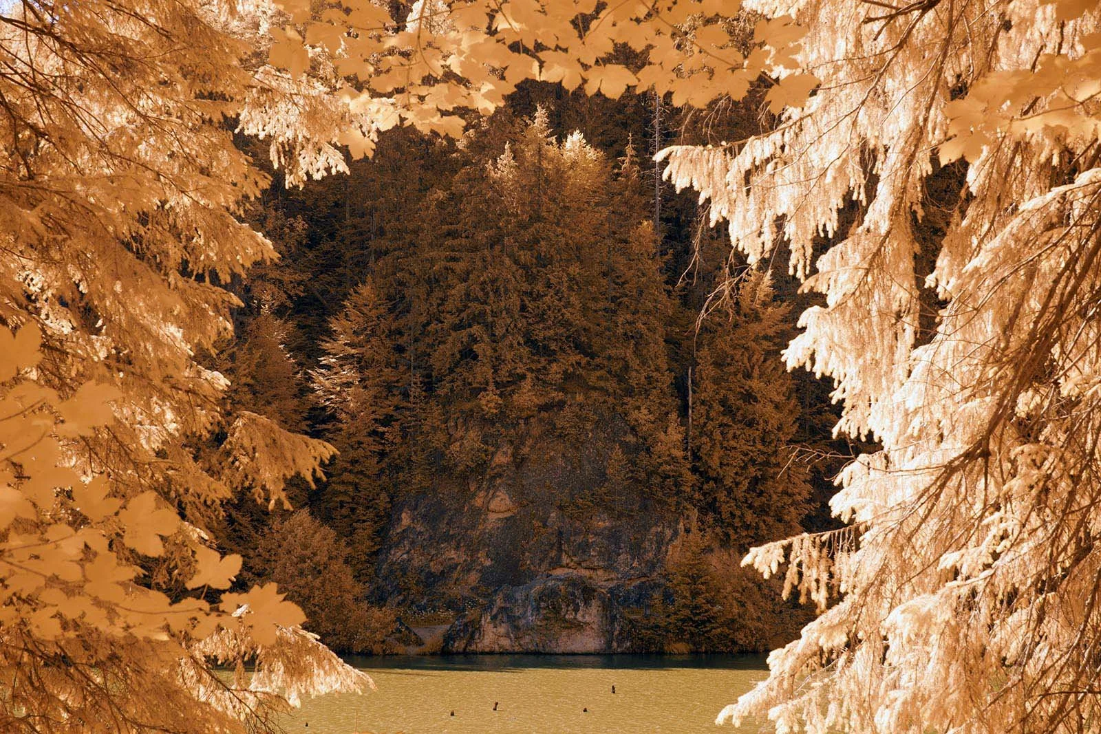 fullspectrum-photography-example-using-IRChrome-filter (10).jpg