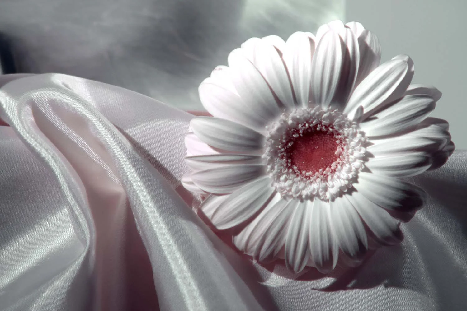fullspectrum-photography-example-using-IRChrome-filter (2).jpg