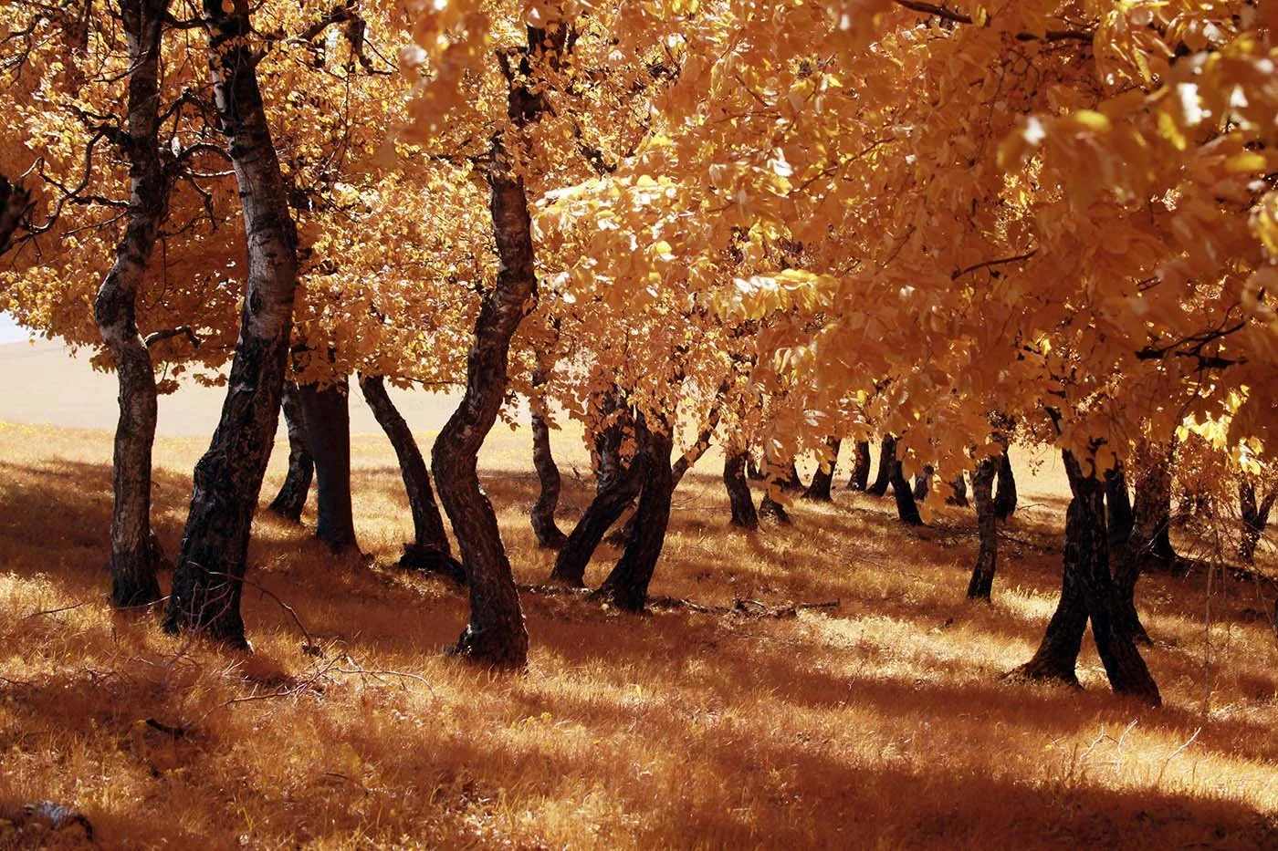 Fujifilm_GFX50S_Full-Spectrum_Converted_Medium_Format_Infrared_Camera (25).jpg