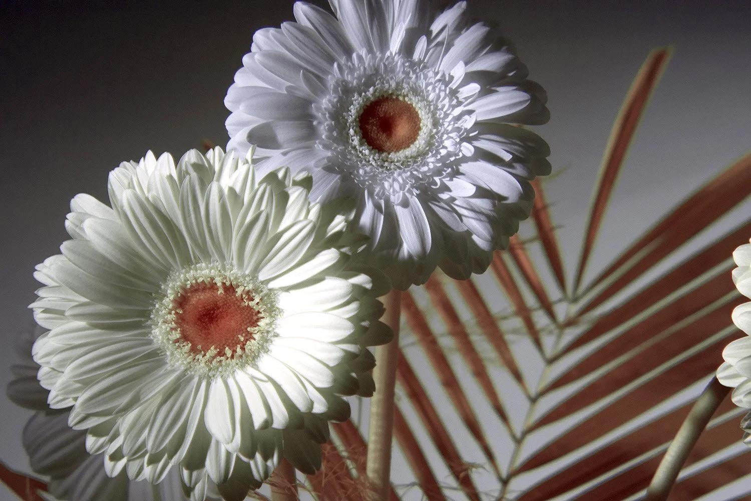 Professional_Infrared_Camera_Conversion_Services (15).jpg