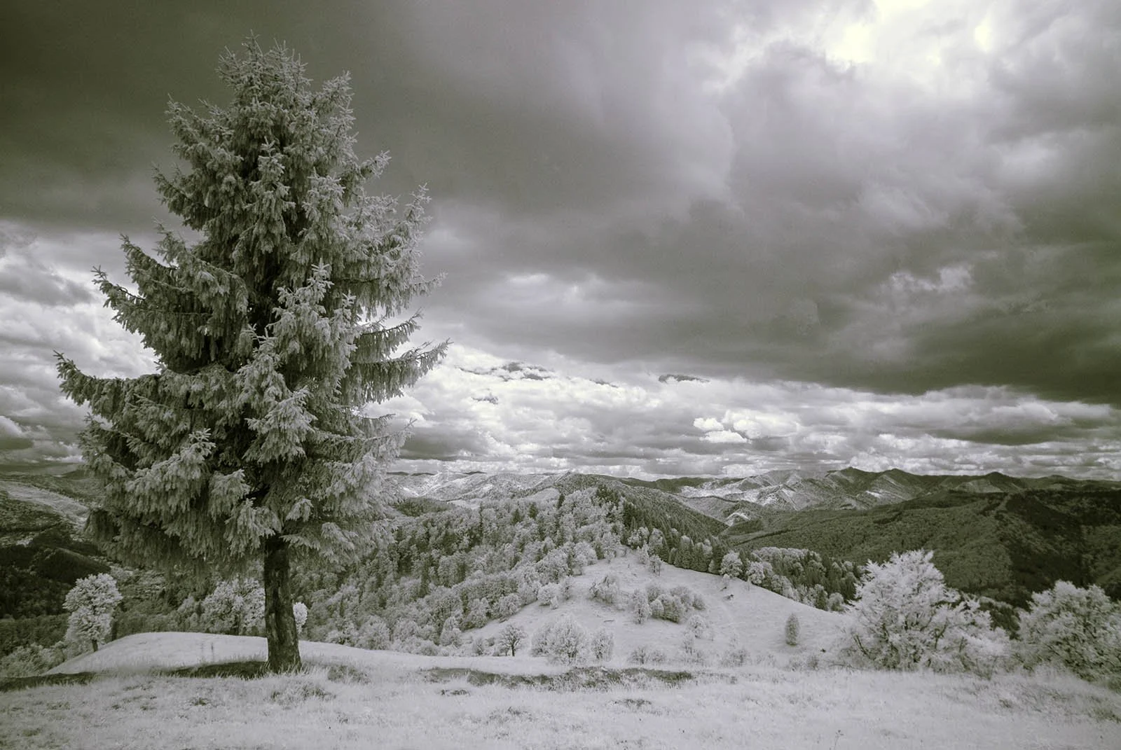 Infrared-720nm-converted-camera-example (5).JPG