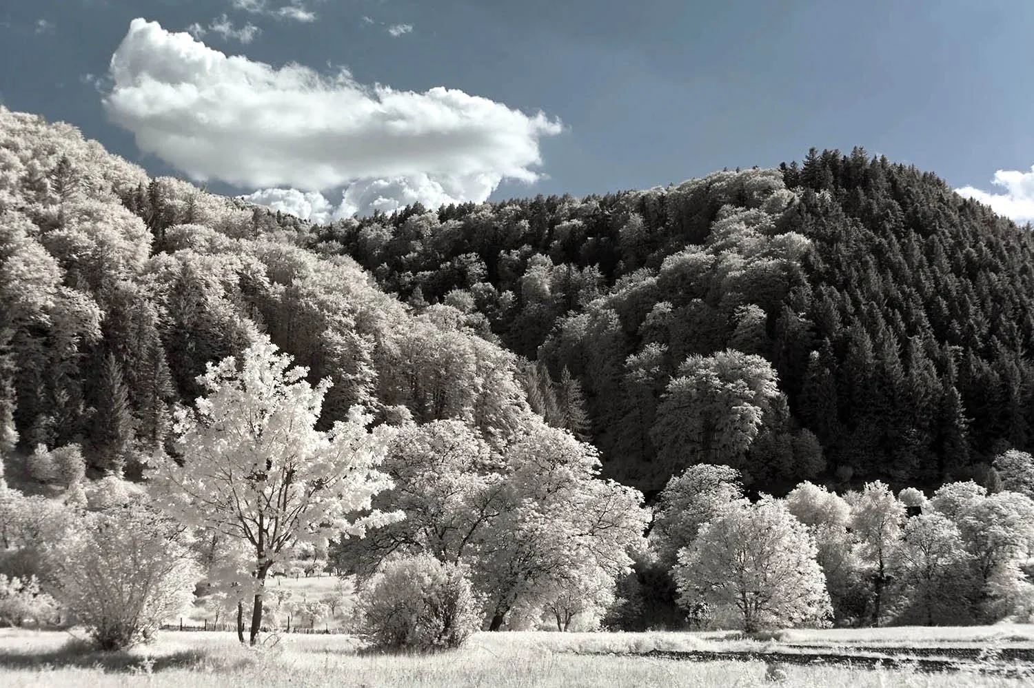 Professional_Infrared_Camera_Conversion_Services (19).jpg