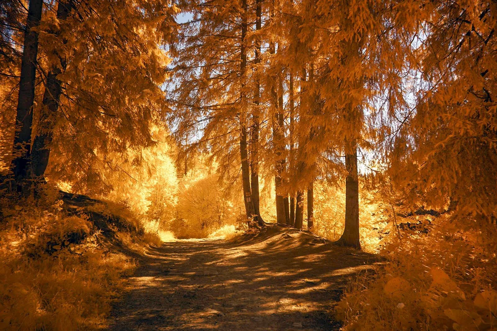 Fujifilm_GFX50S_Full-Spectrum_Converted_Medium_Format_Infrared_Camera (21).jpg