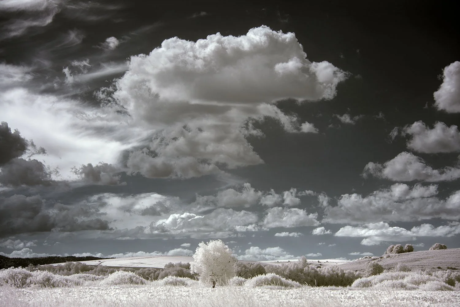 Professional_Infrared_Camera_Conversion_Services (2).jpg