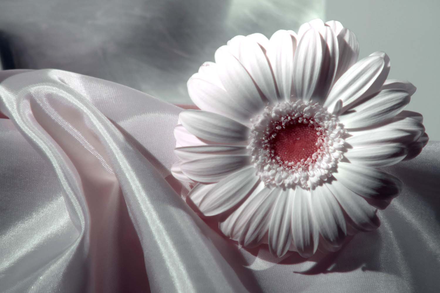 Fujifilm_GFX50S_Full-Spectrum_Converted_Medium_Format_Infrared_Camera (14).jpg