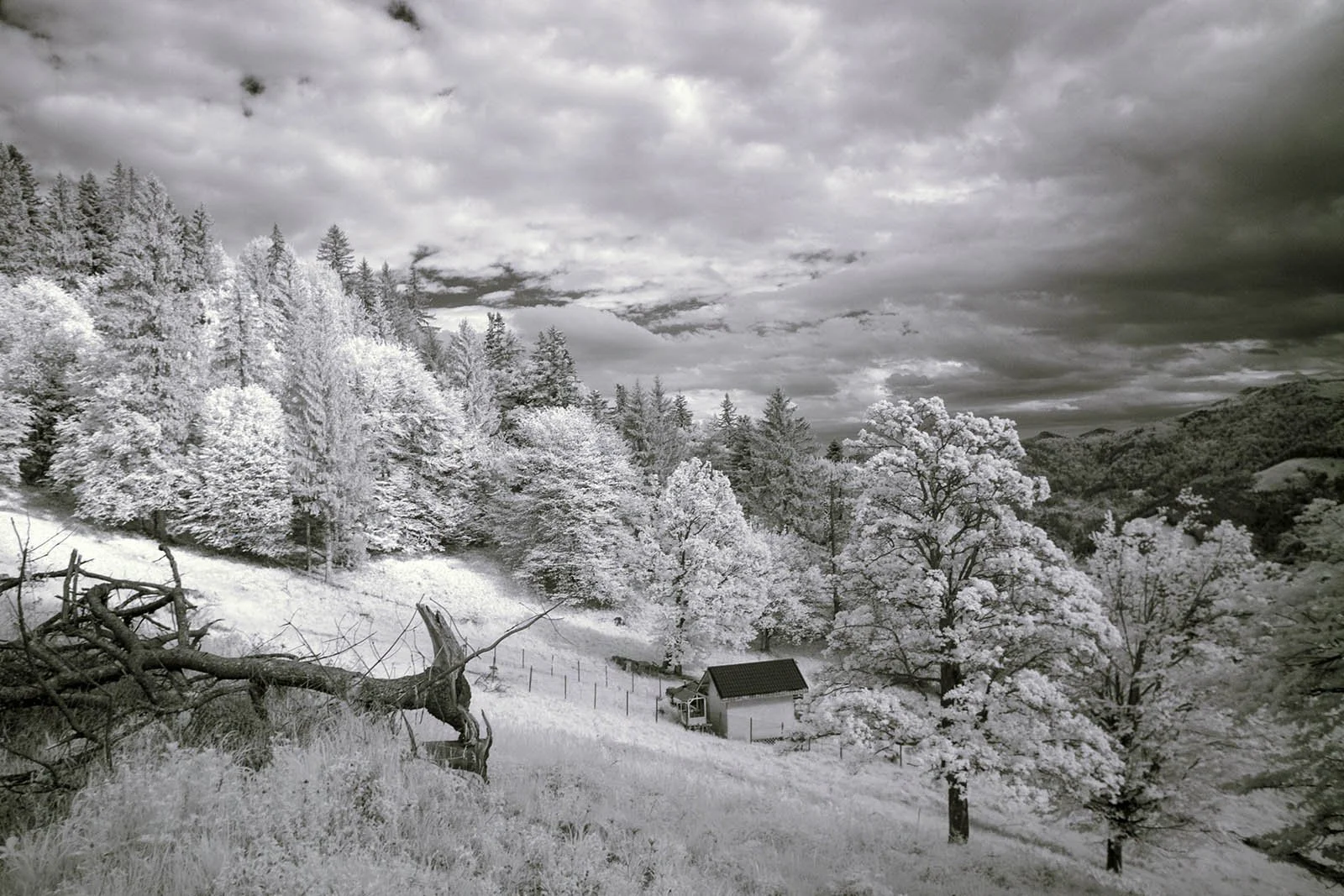 Infrared-720nm-converted-camera-example (9).JPG