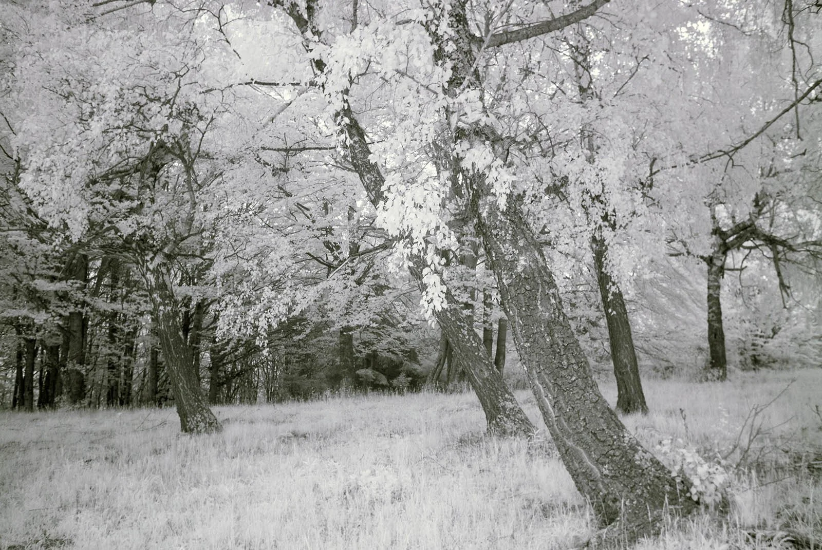 Infrared-720nm-converted-camera-example (7).JPG