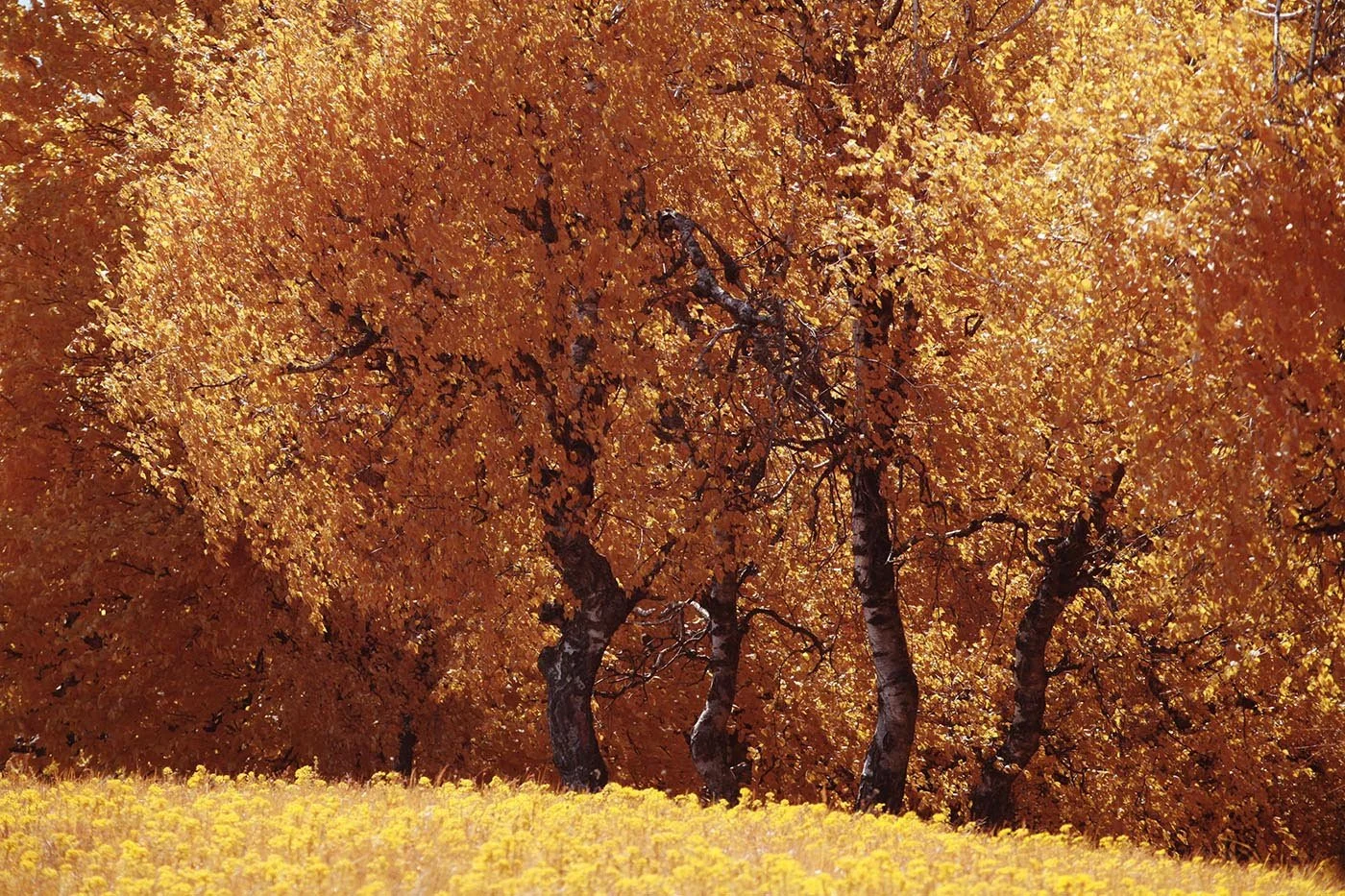 fullspectrum-photography-example-using-IRChrome-filter (14).jpg