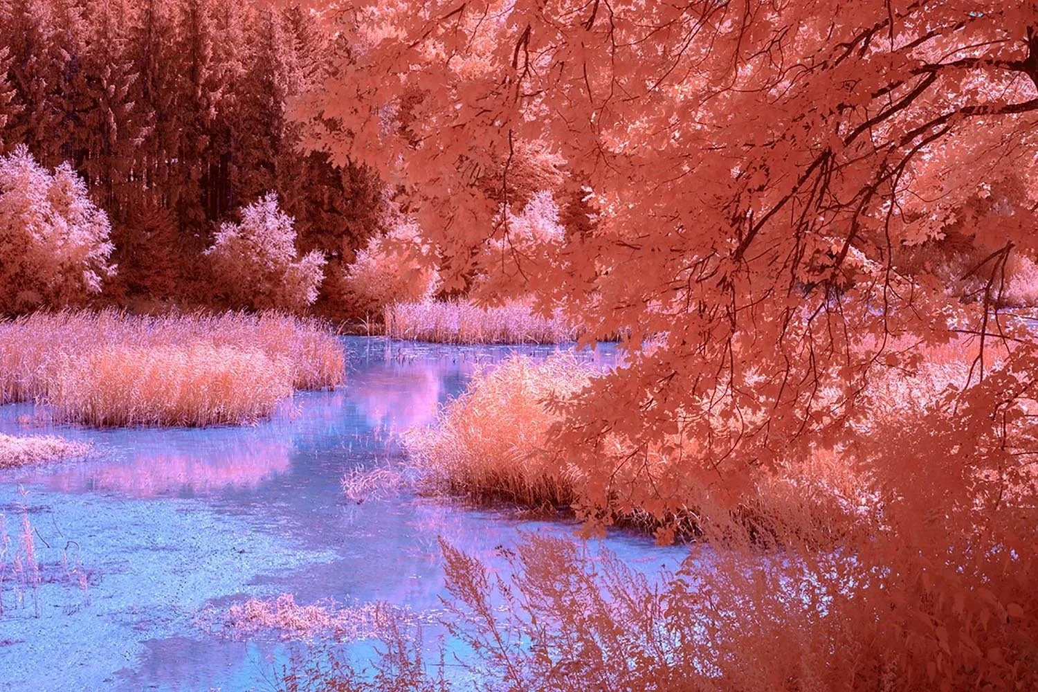 Professional_Infrared_Camera_Conversion_Services (8).jpg