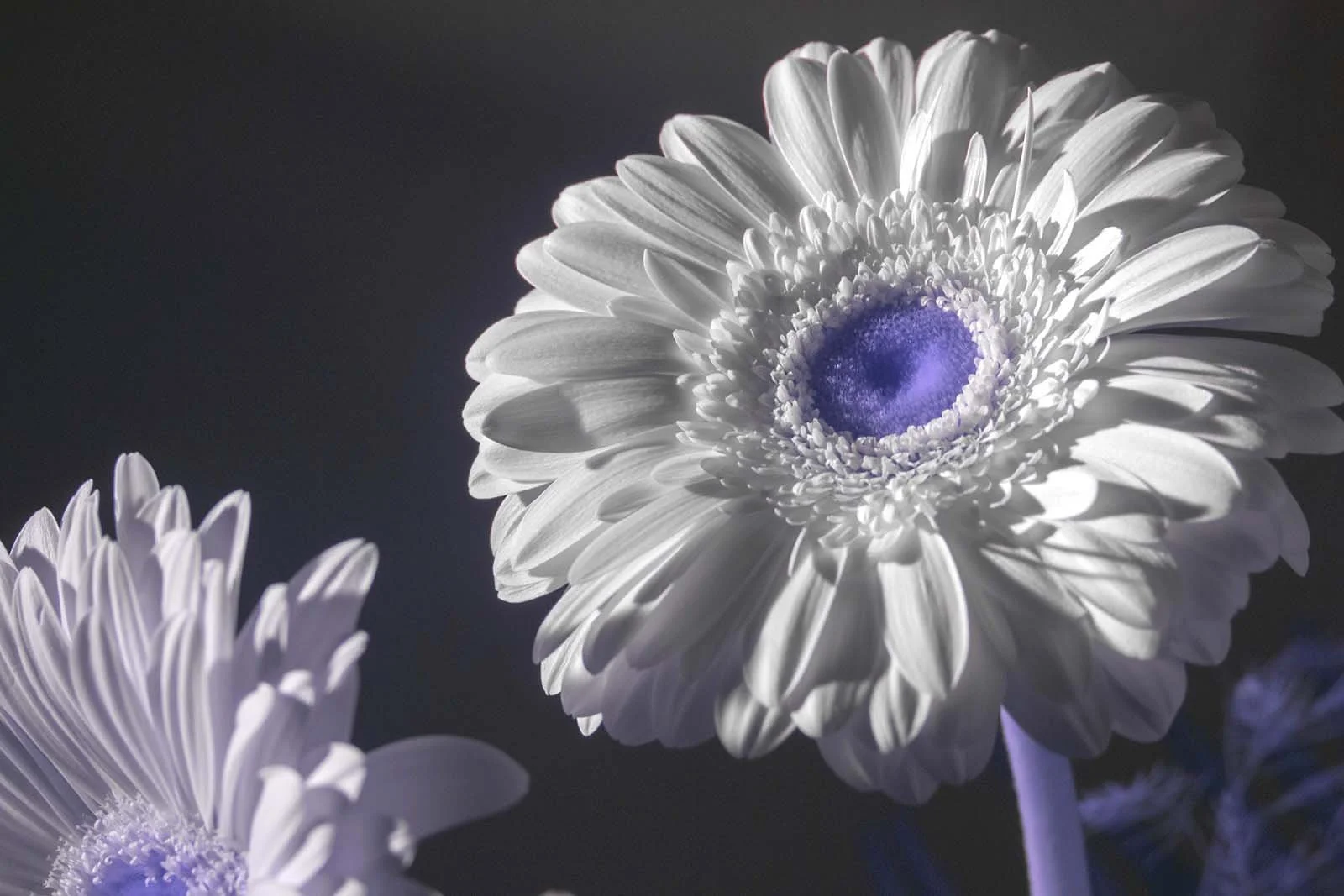 Fujifilm_GFX50S_Full-Spectrum_Converted_Medium_Format_Infrared_Camera (13).jpg
