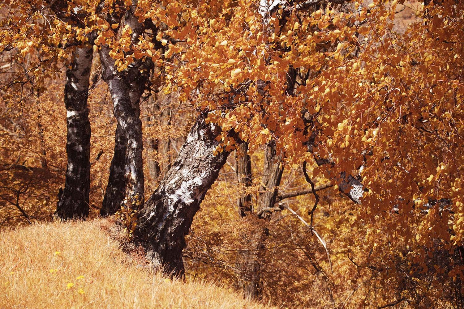 Fujifilm_GFX50S_Full-Spectrum_Converted_Medium_Format_Infrared_Camera (26).jpg