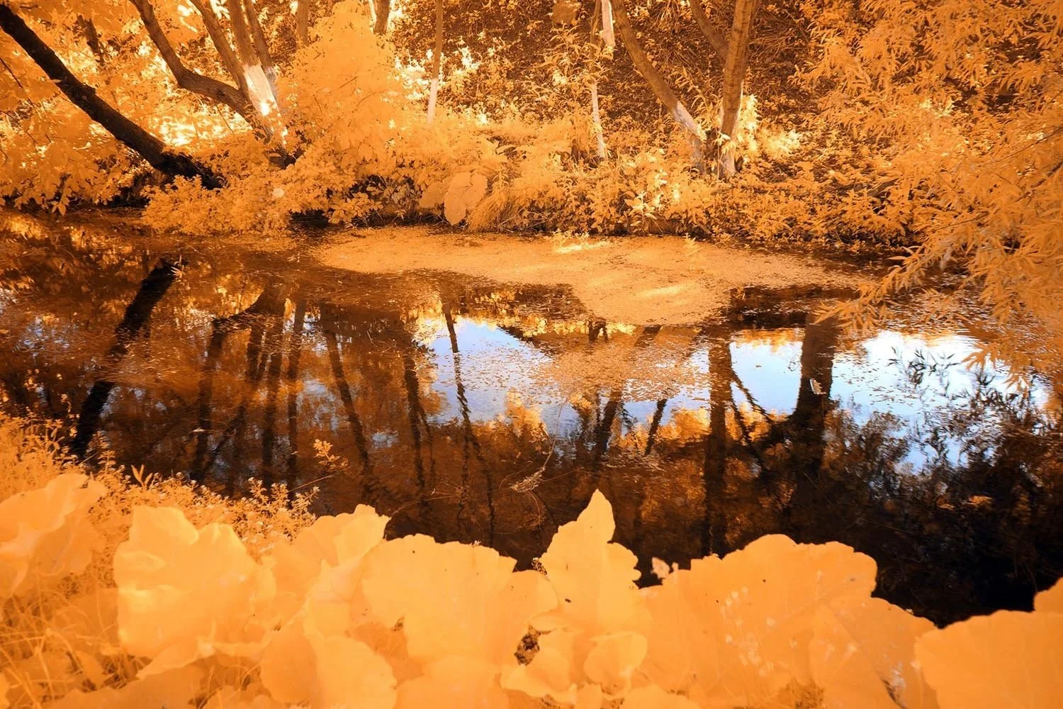 Professional_Infrared_Camera_Conversion_Services (17).jpg