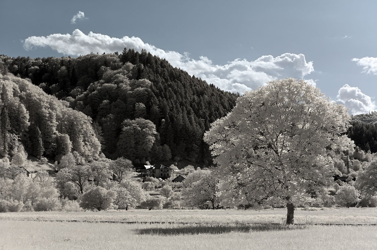 DSC_0123a.jpg
