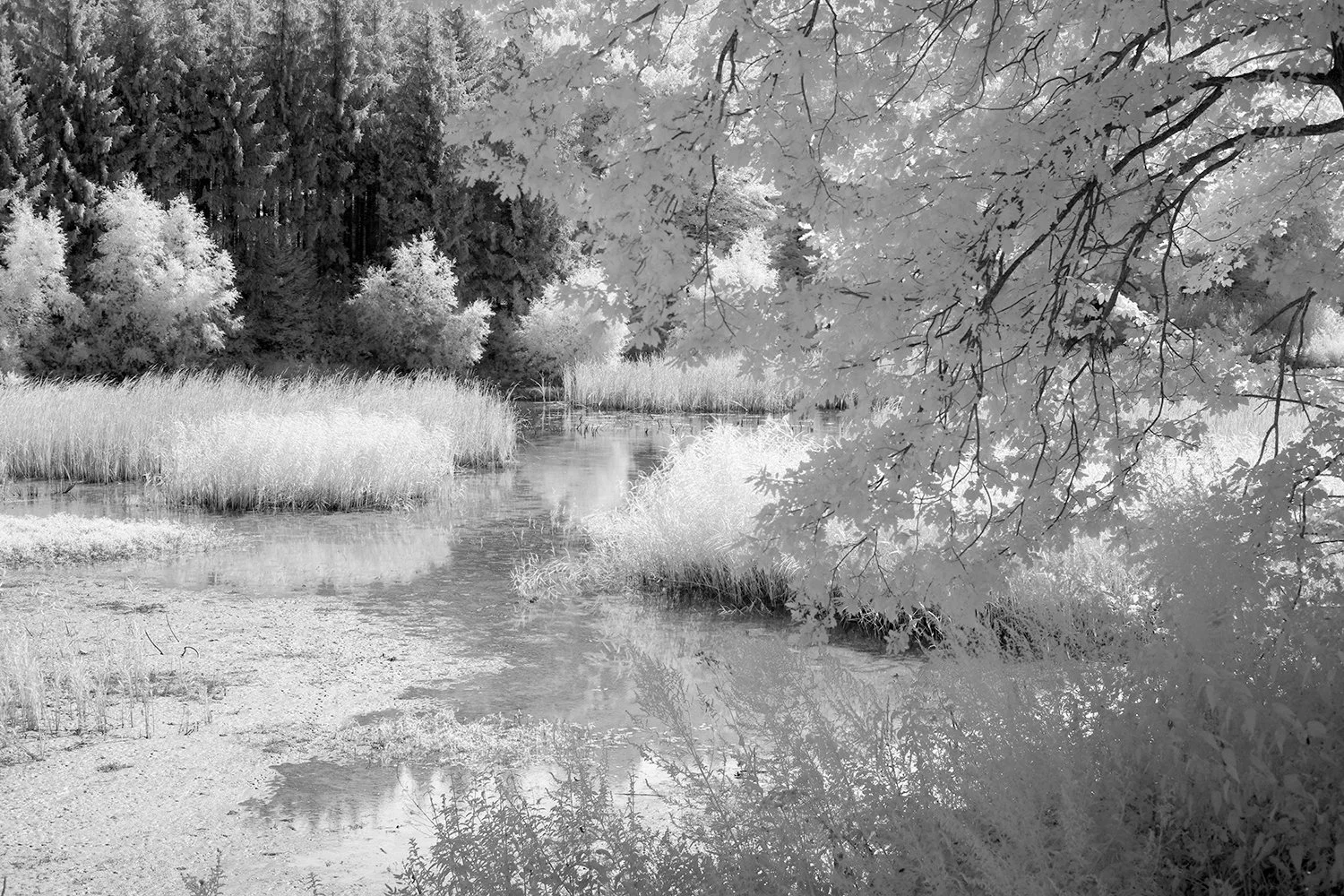 Fujifilm X-T200 fullspectrum infared converted digital camera.jpg