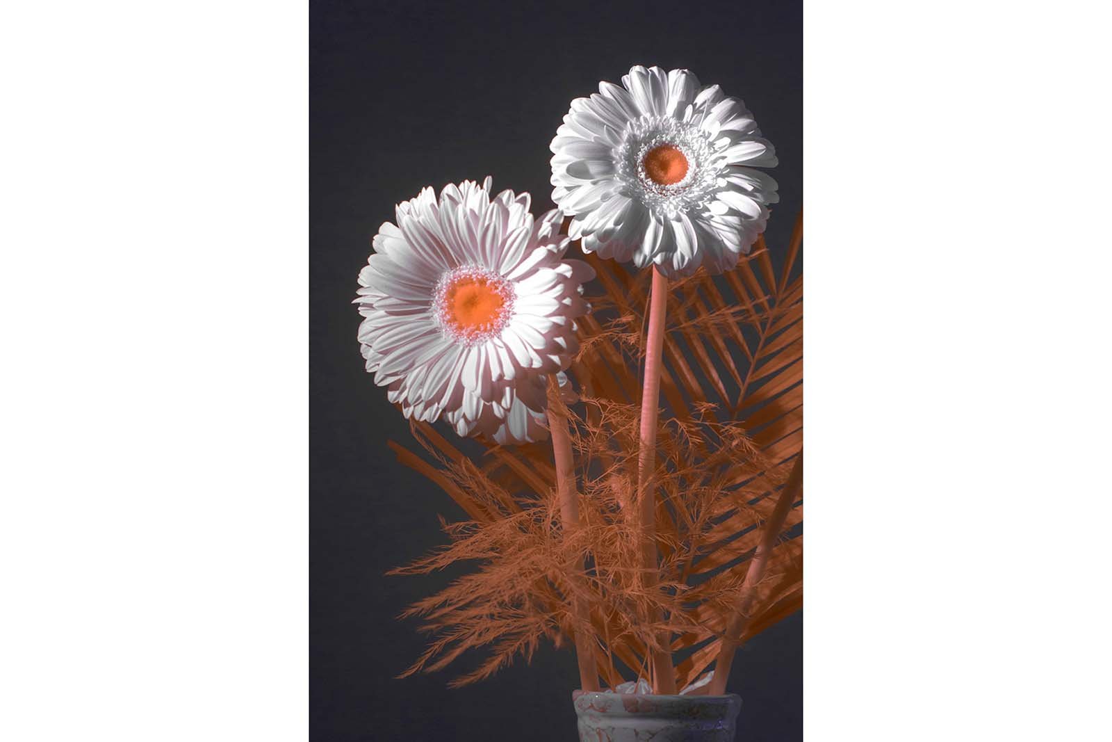 Fujifilm_GFX50S_Full-Spectrum_Converted_Medium_Format_Infrared_Camera (12).jpg