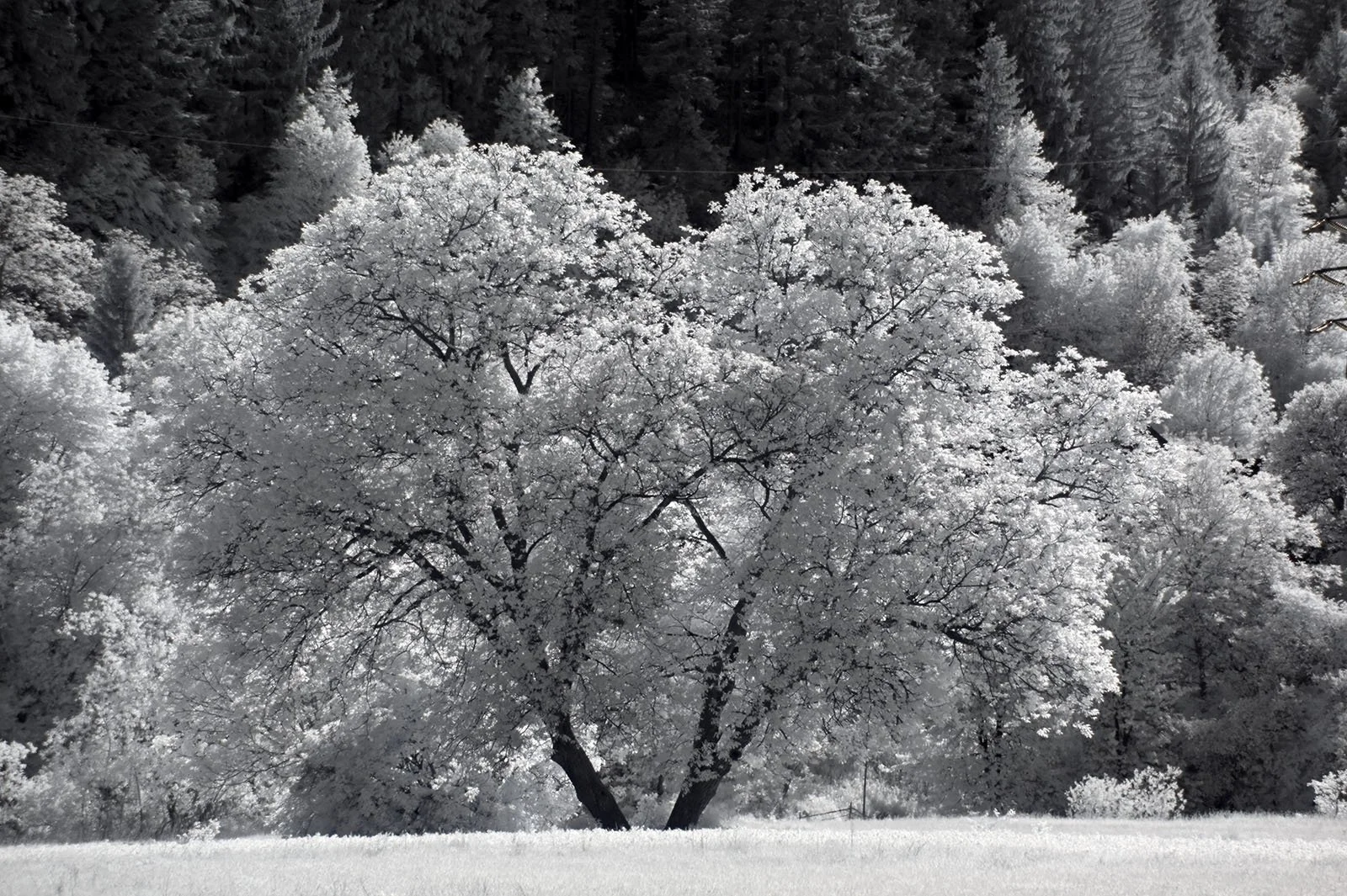 DSC_0117a.jpg