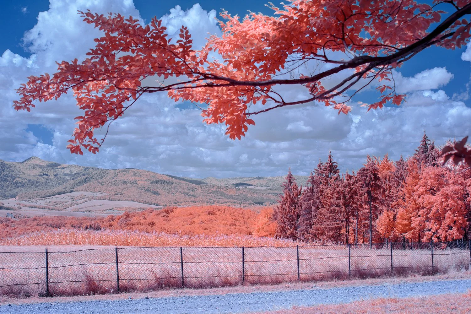 Fujifilm X-T200 fullspectrum infared converted digital camera (3).jpg