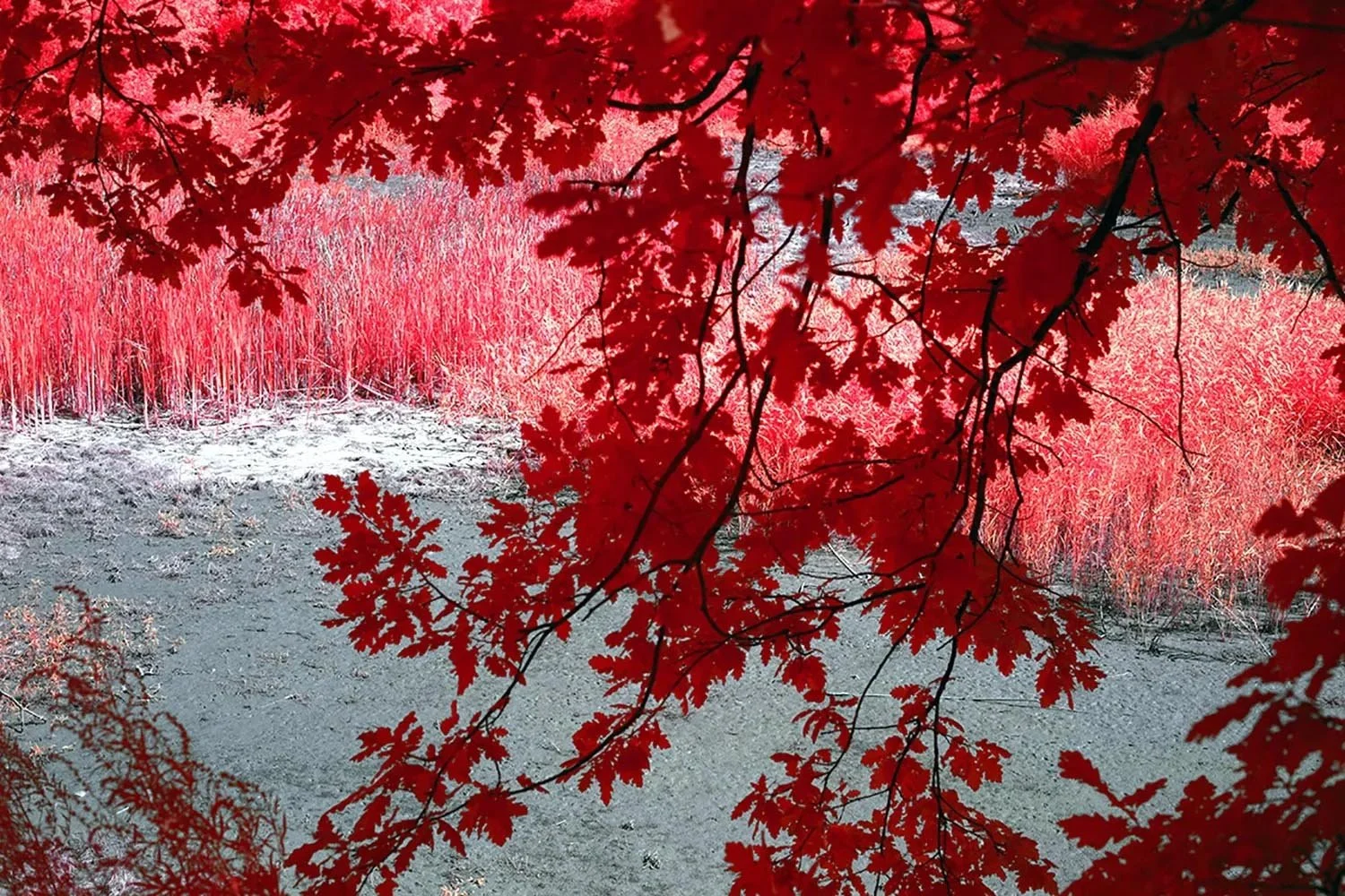 Professional_Infrared_Camera_Conversion_Services (10).jpg