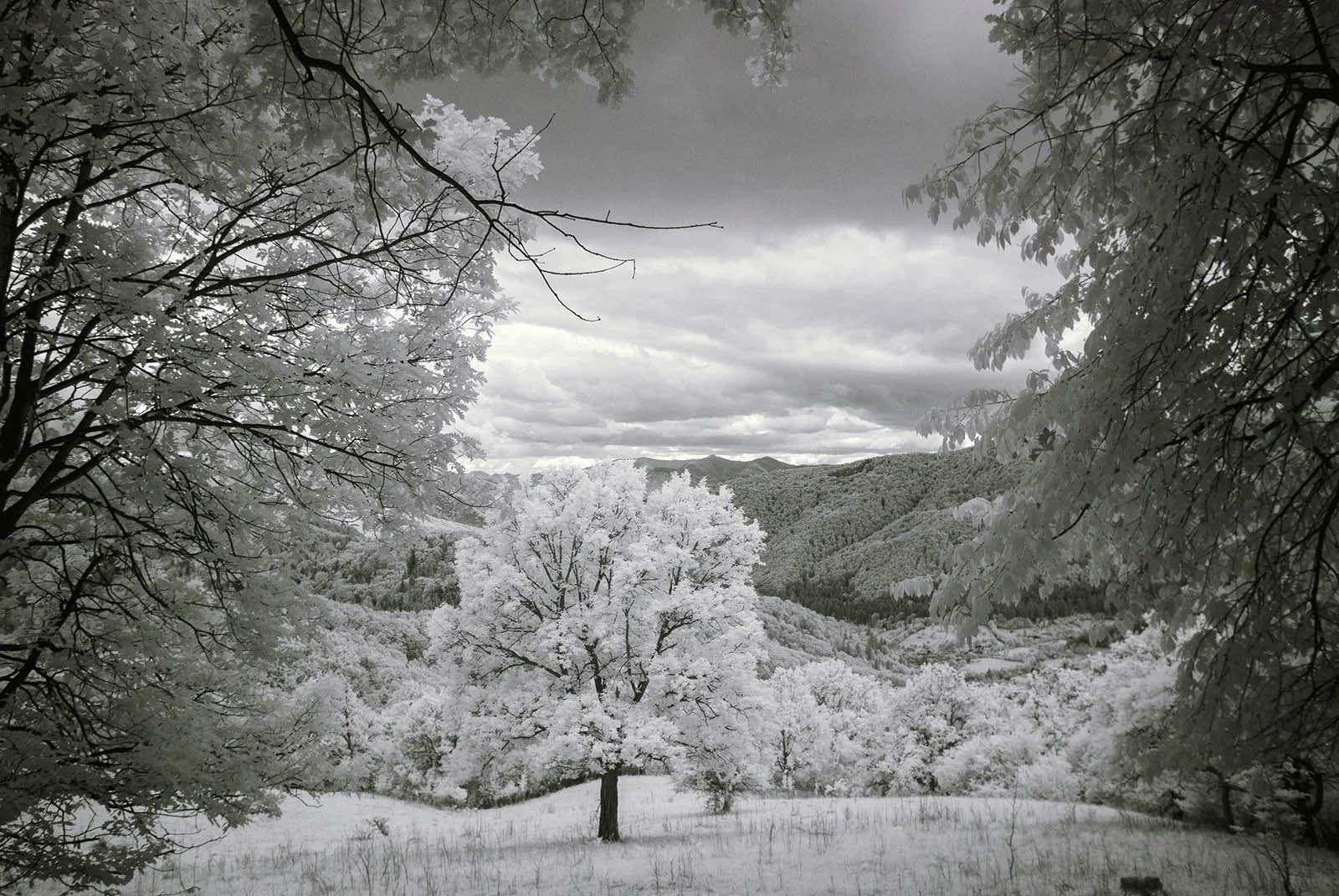 Infrared-720nm-converted-camera-example (8).JPG