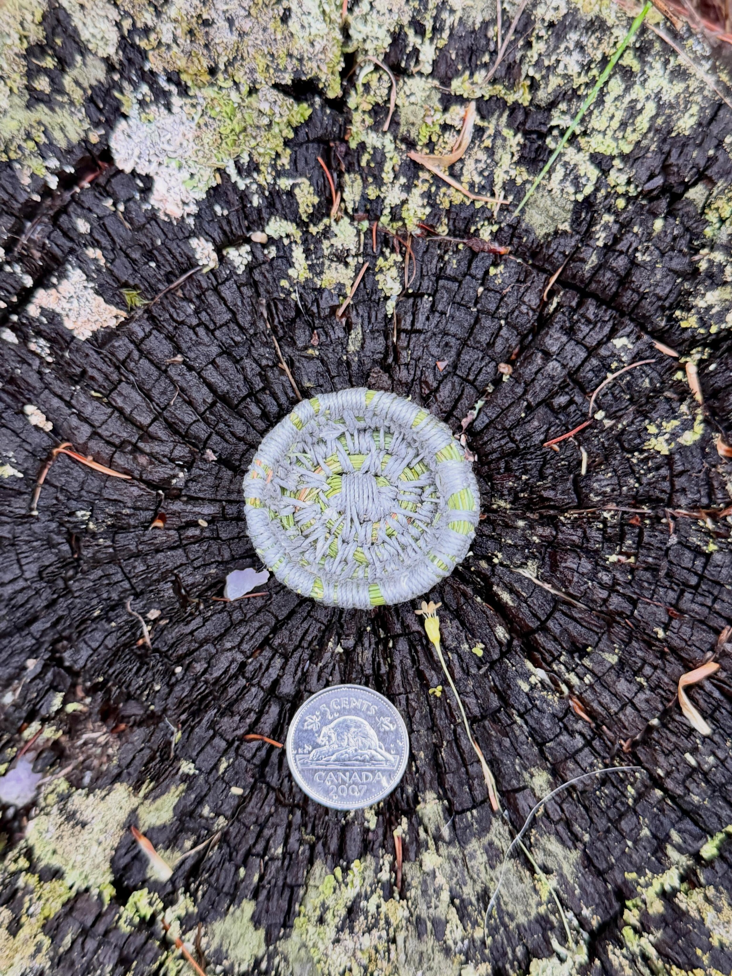 A little bit of fun. I&rsquo;ve been wanting to learn how to make a coiled basket so I used white pine needles from a fallen branch and linen thread to make this tiny, messy, but treasured bowl.

#coiledbasket #pineneedles #upnorth #tinyobjects #keep