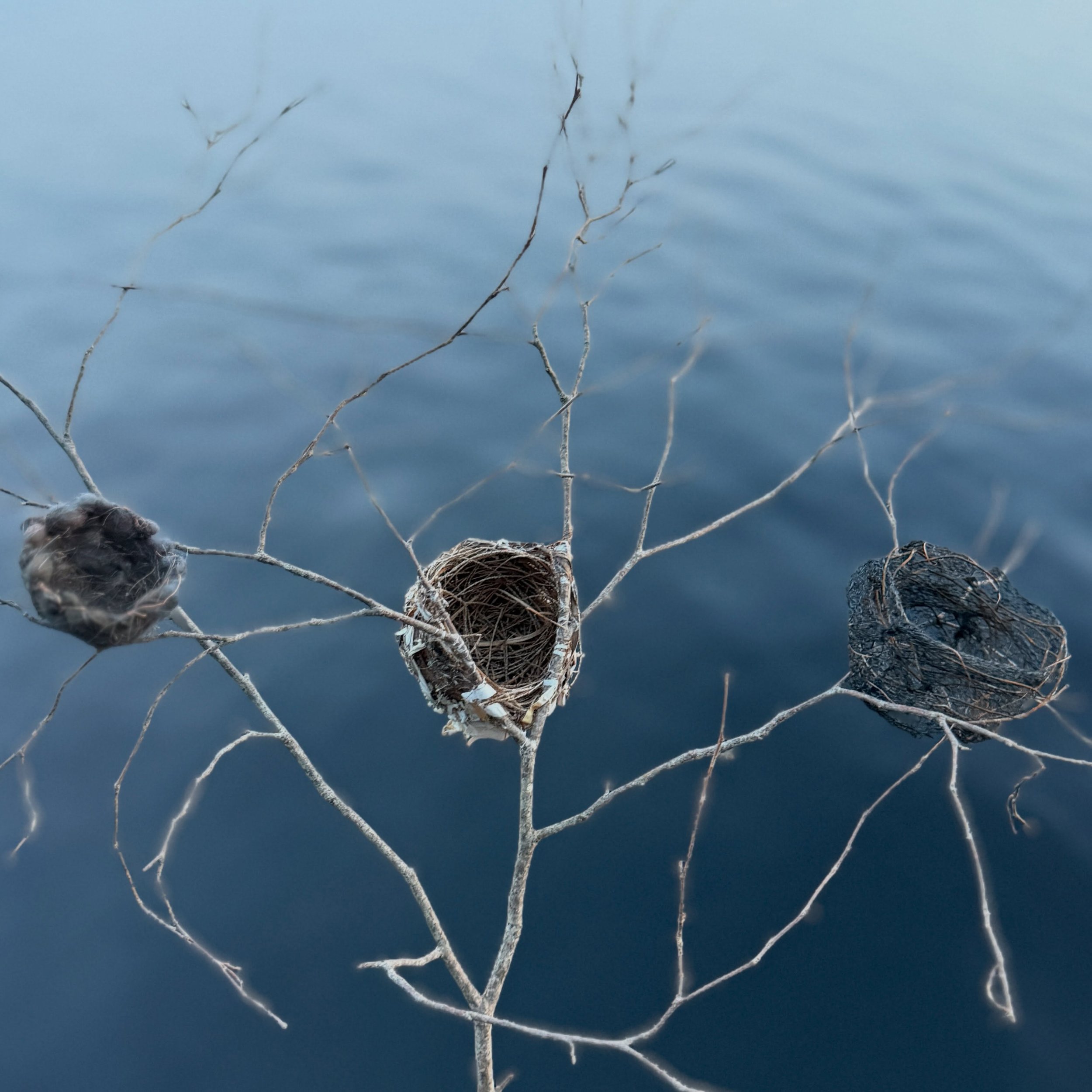 COEXIST is about nesting, making a home, and sharing spaces large and small. In this piece, three nests live together on a common branch, each completely different from the other, without harming or impinging on the others&rsquo; spaces. Learning to 