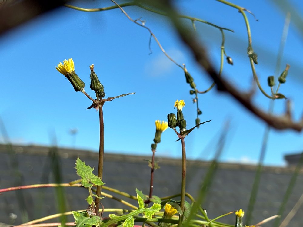 Rooftop-Garden-Wild-Grassses-and-Weeds.jpg