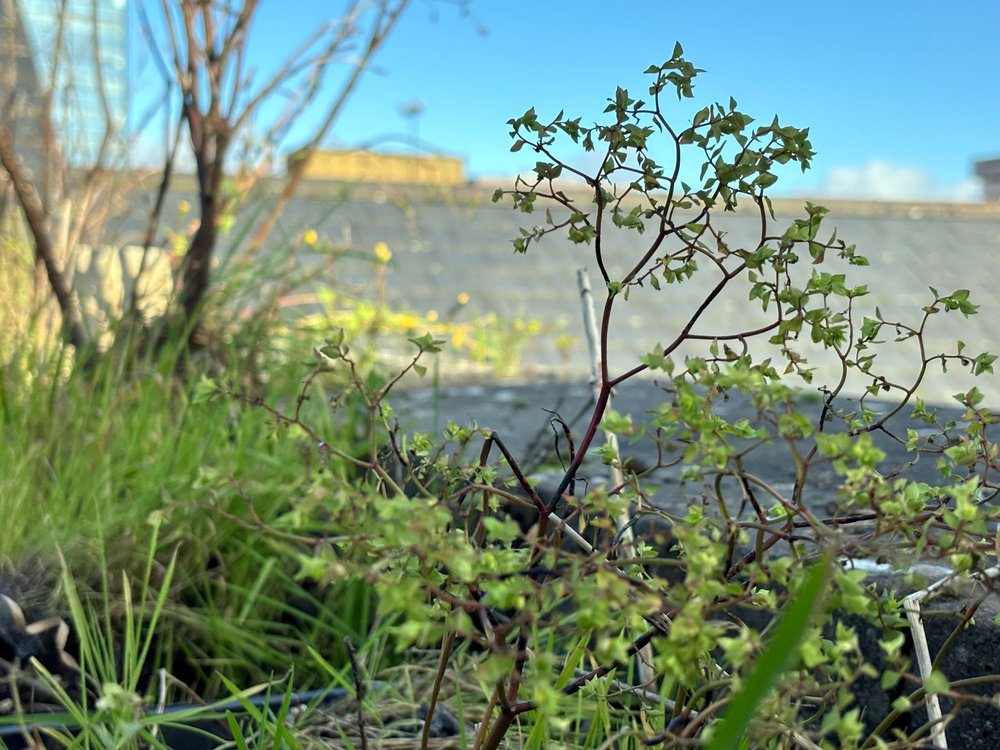 Rooftop-Garden-No-Mow-Area.jpg