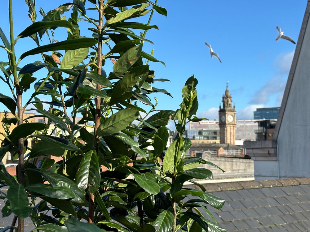 Rooftop-Garden-Hedging.jpg