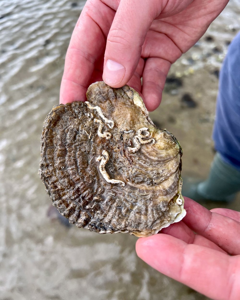 Beach-Clean-Native-Oysters.jpg