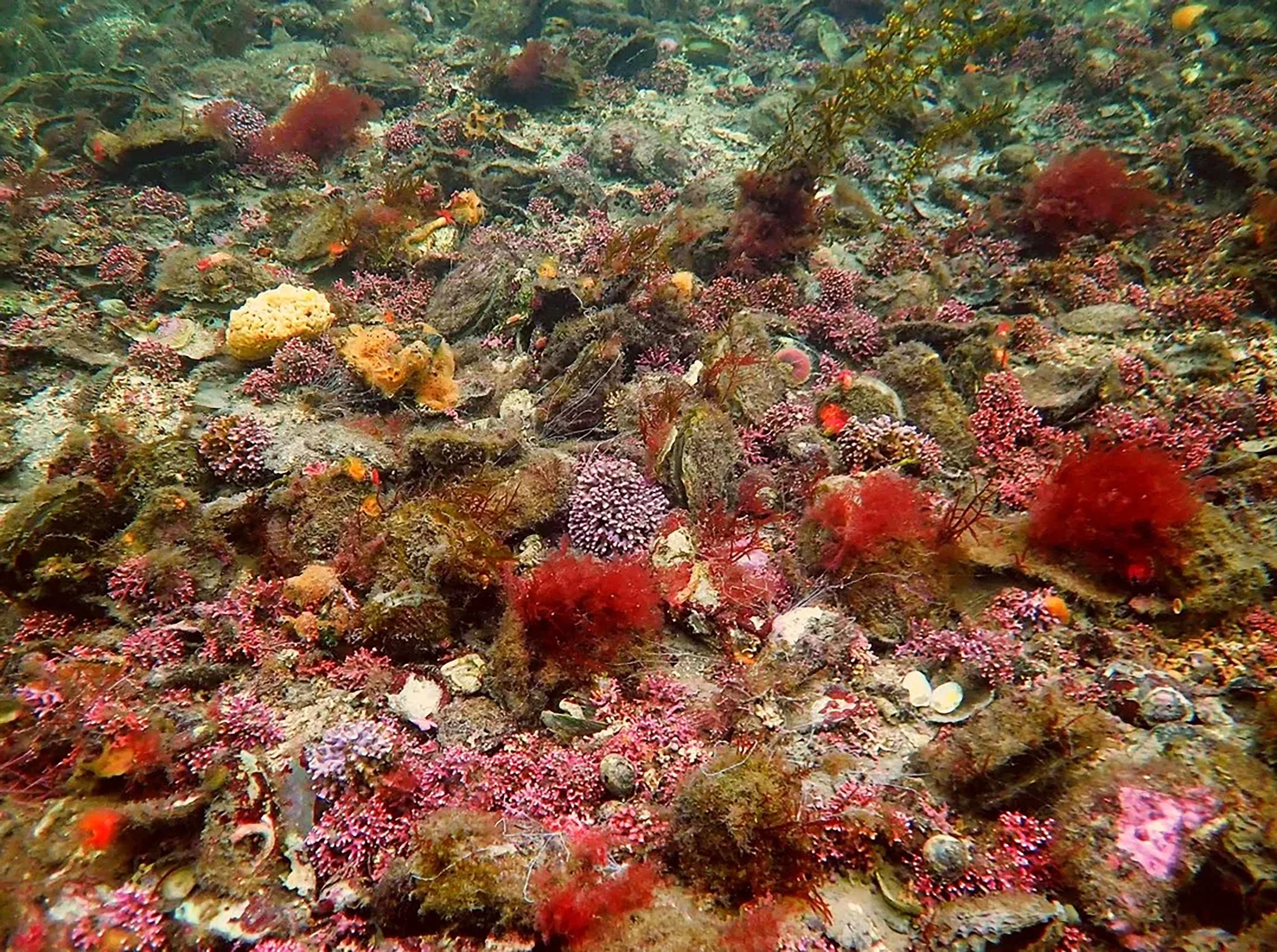 Native-Oyster-Habitat-West-Coast-of-Ireland.jpg