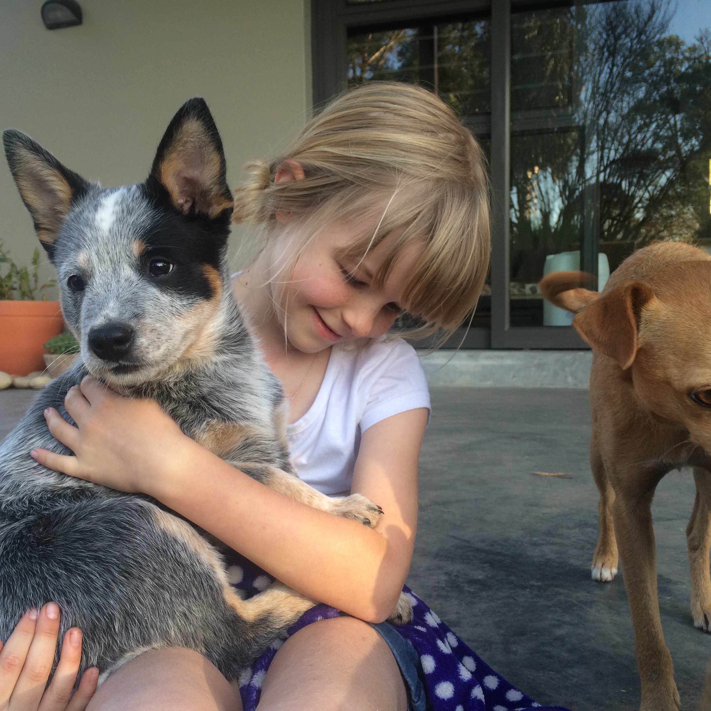 Who keeps the dog after a breakup?