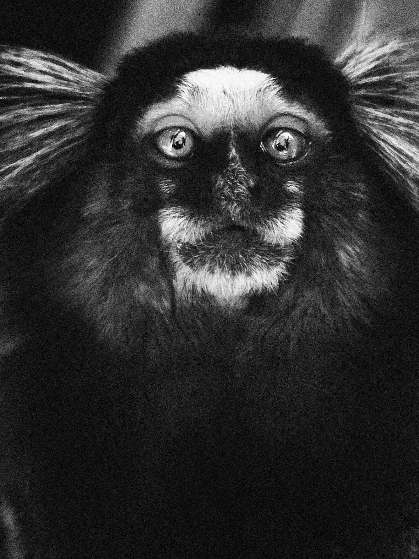 Ouistiti portrait. 🖤

@mako.culture 
@francoiscastelain 

#rio #brasil #ouistiti