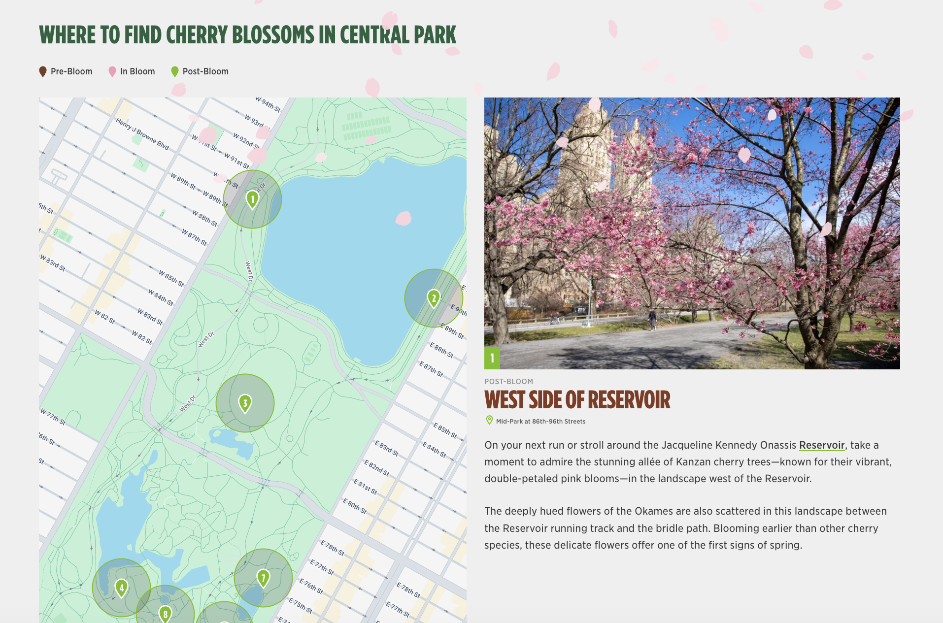 Cherry Blossom Tracker webpage