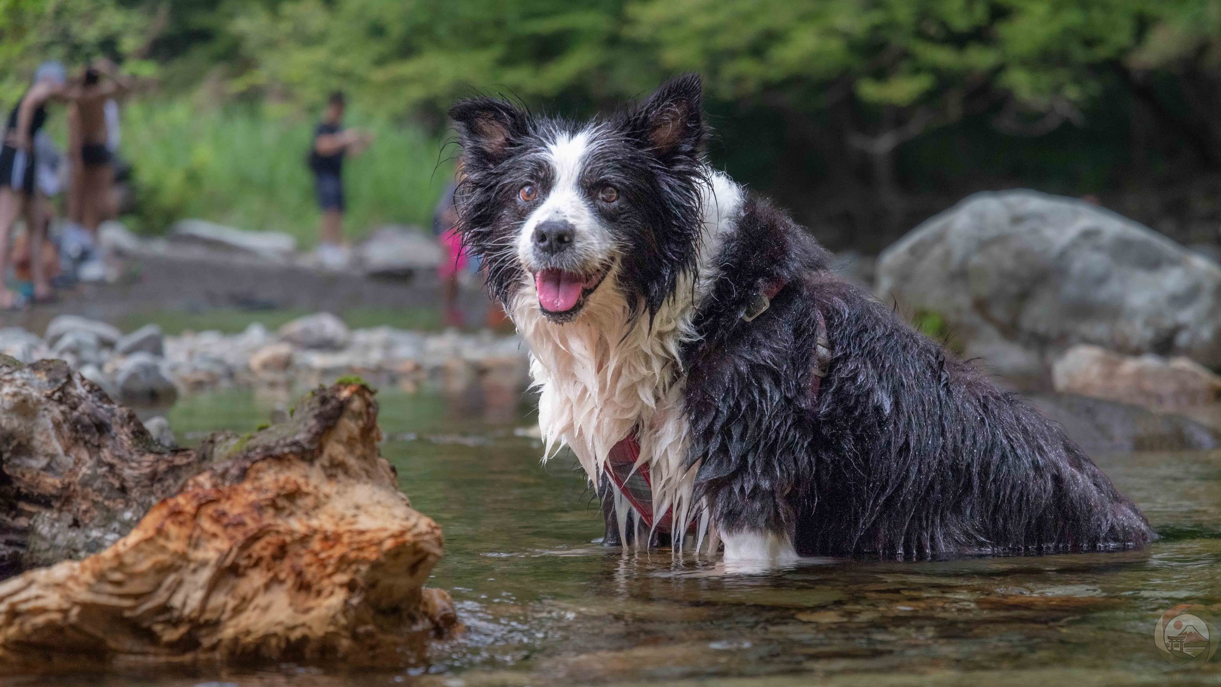 A wet Border Collie standing in a shallow mountain river in Tochigi, Japan, looking toward the camera while several people are blurred in the background along the forested riverbank.