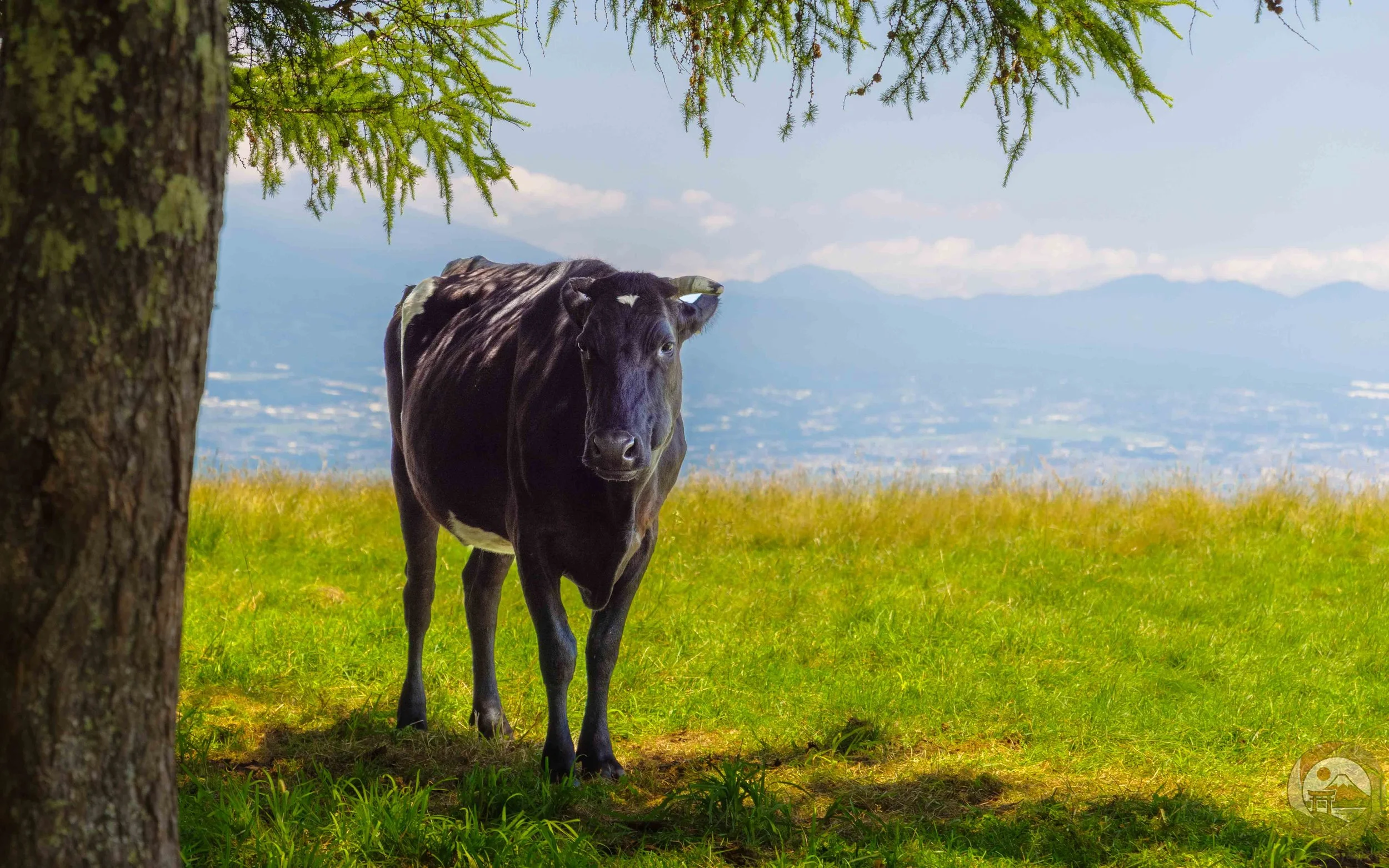 Rare Shorthorns
