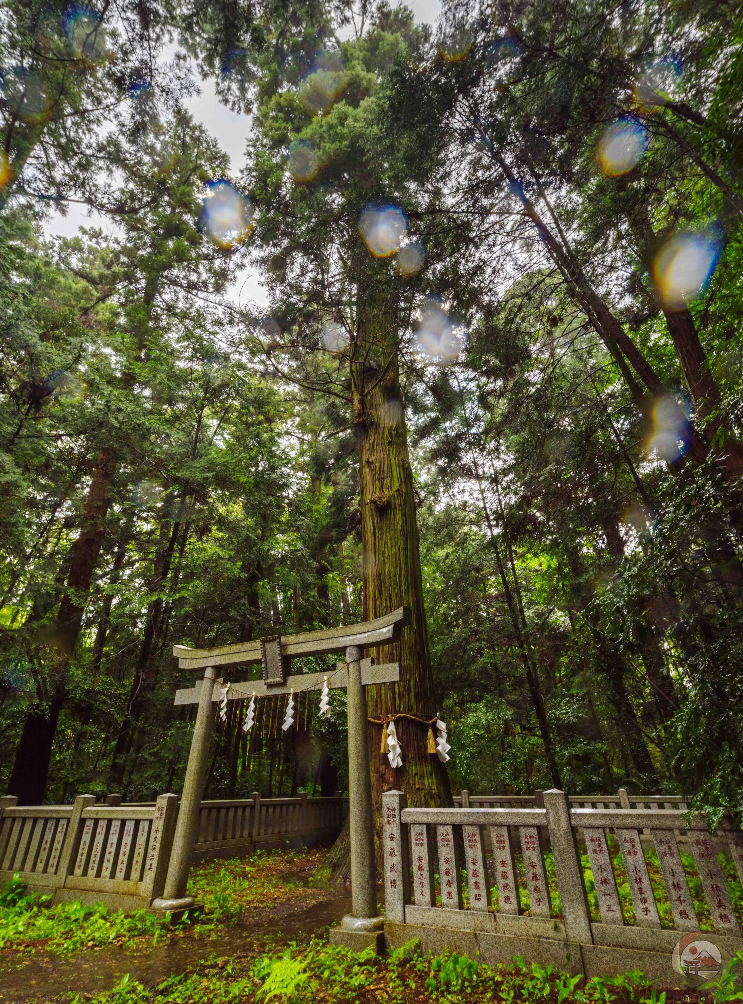 Low-angle view of the towering Jiro-sugi cedar in a rain-soaked shrine forest, with a stone torii gate in front and a shimenawa rope with white shide paper streamers wrapped around the trunk. Raindrops are visible on the camera lens.