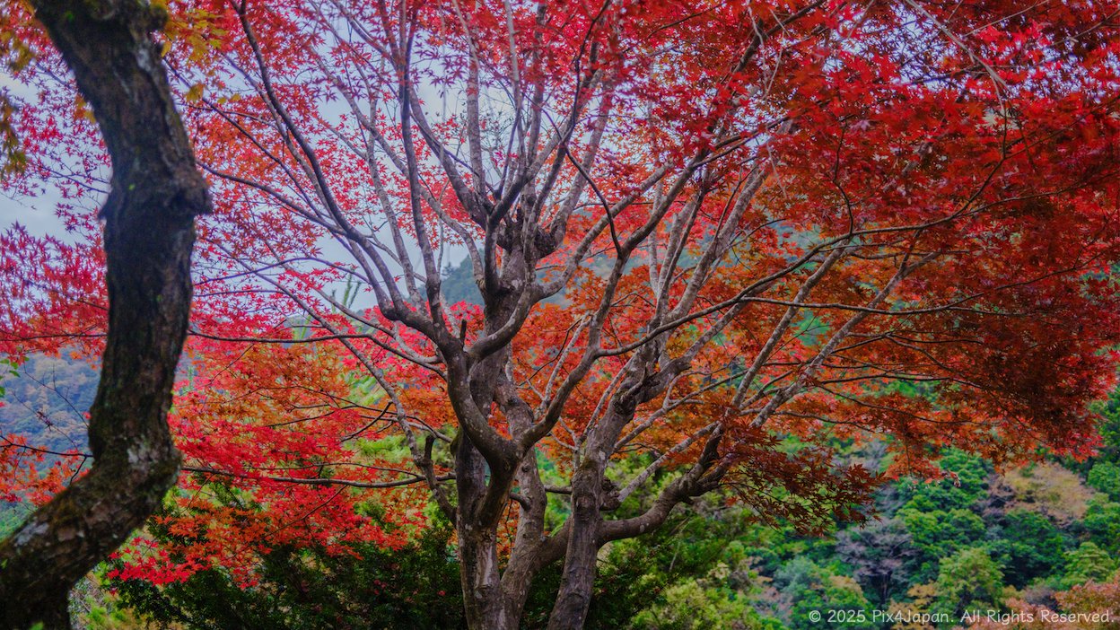 Momiji in Okutama