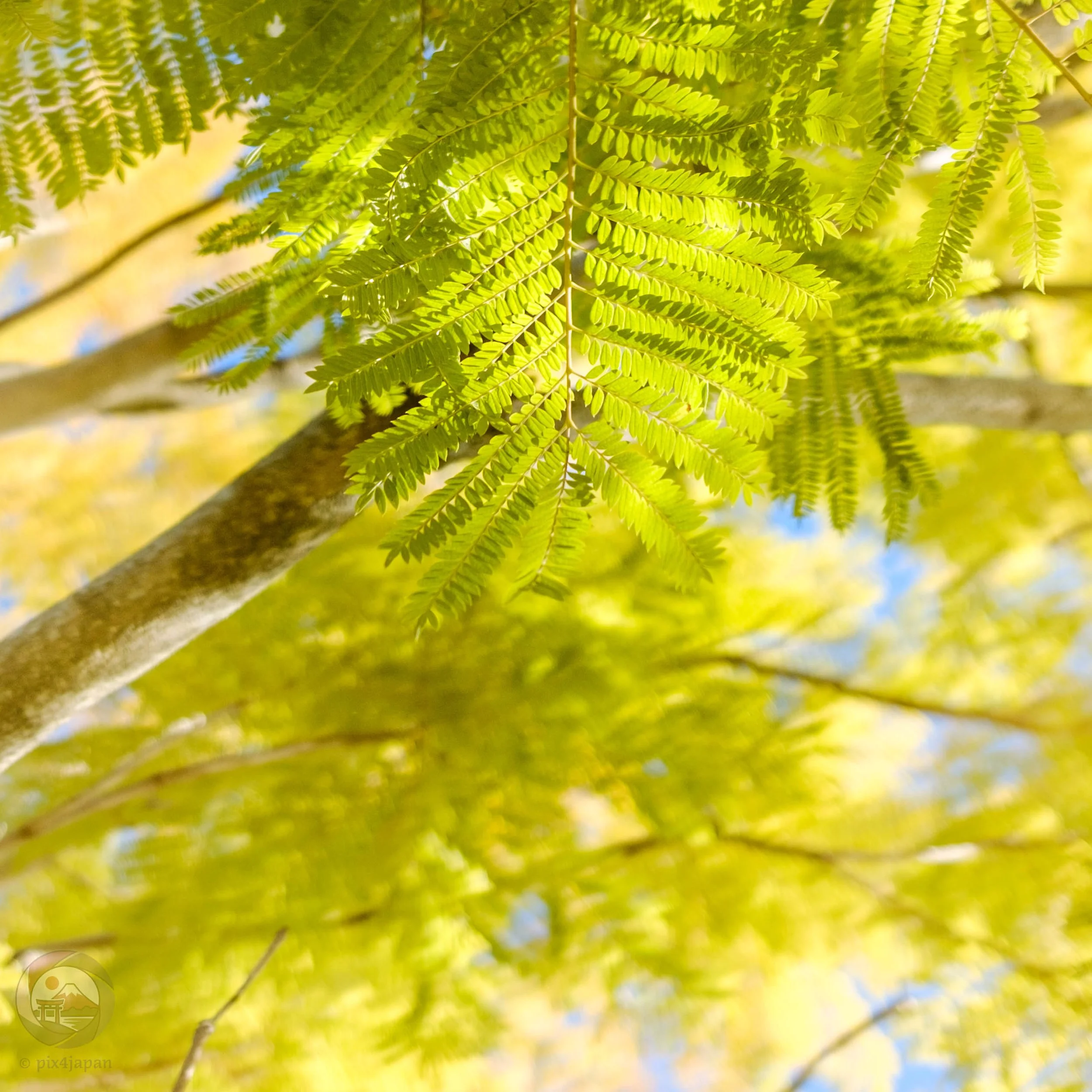 Close-up of bright green and yellow jacaranda leaves glowing in winter sunlight in Japan.