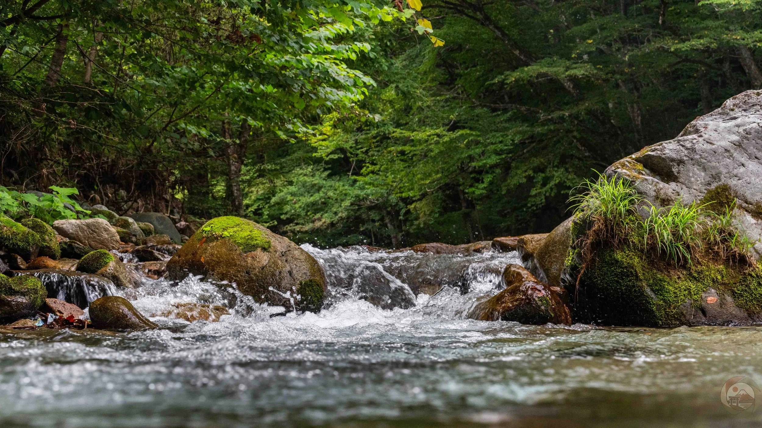 Clear mountain stream in Tochigi, Japan, with water flowing over moss-covered boulders surrounded by forest vegetation.