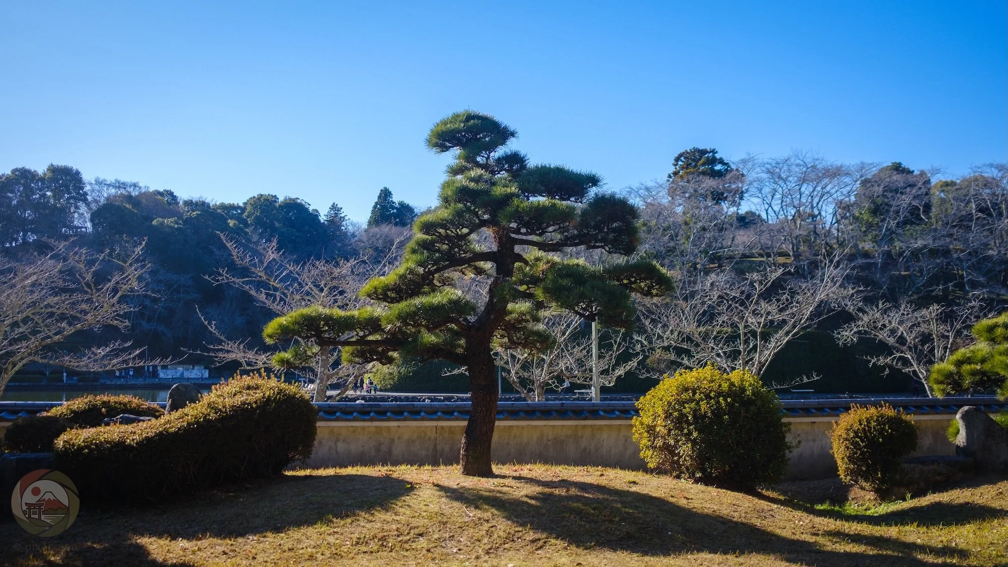 A carefully pruned Japanese garden pine stands on a low grassy mound, surrounded by clipped shrubs, a tile-capped wall, and winter-bare trees under a clear blue sky.