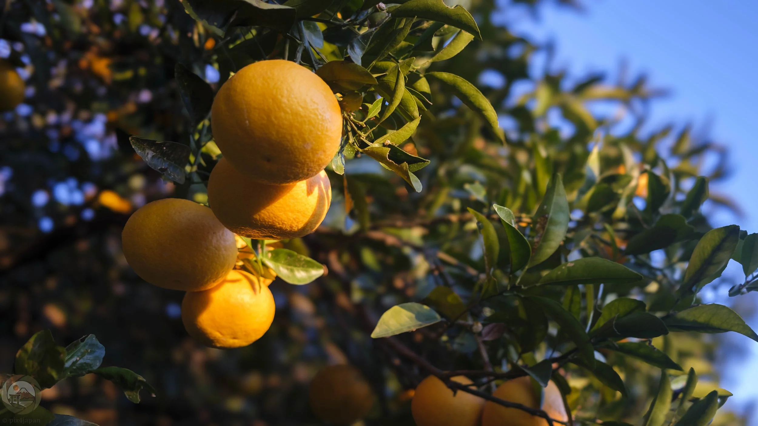 Morning sun casts golden light onto Japanese mikan fruit in Shizuoka.